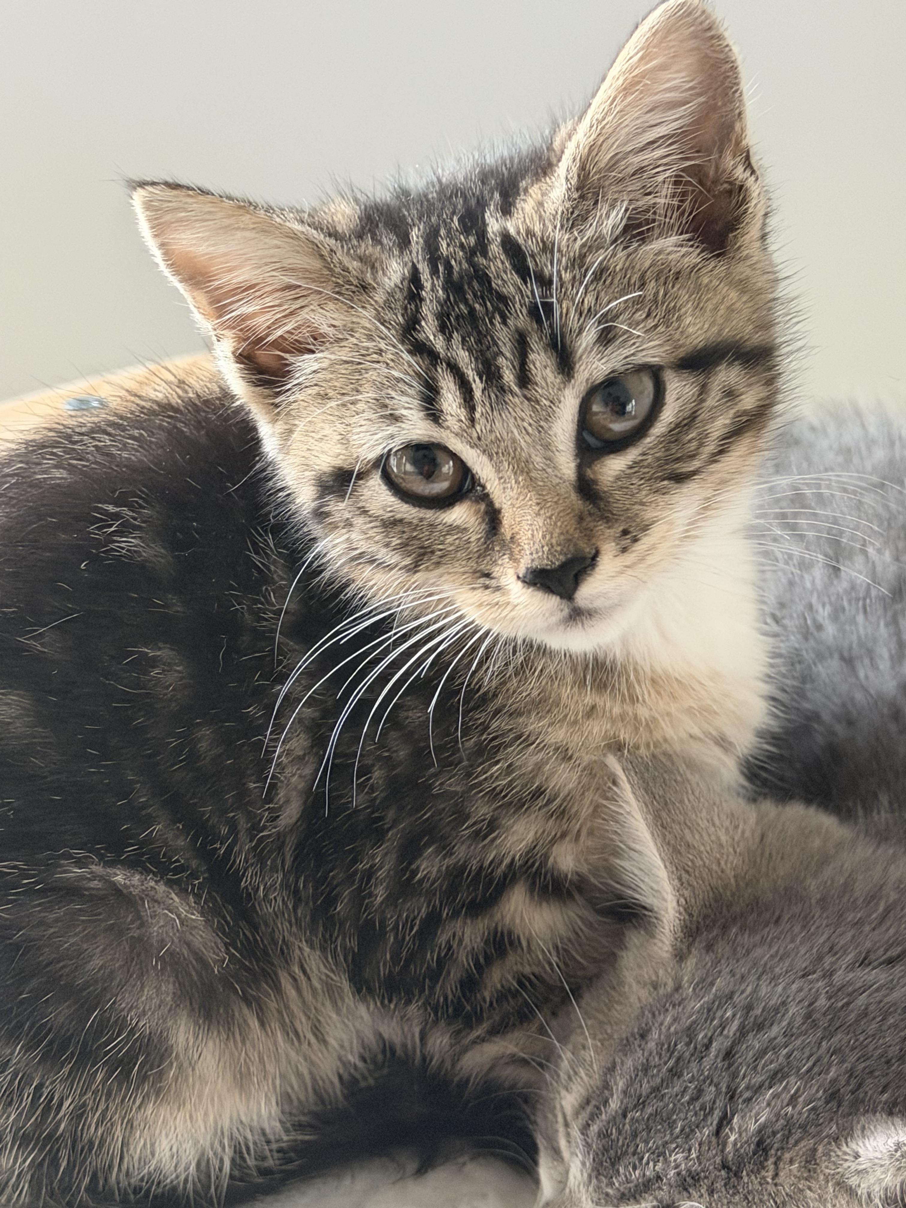 Morgan, a ADOPTABLE Domestic Short Hair in Charlotte, NC image 2/5