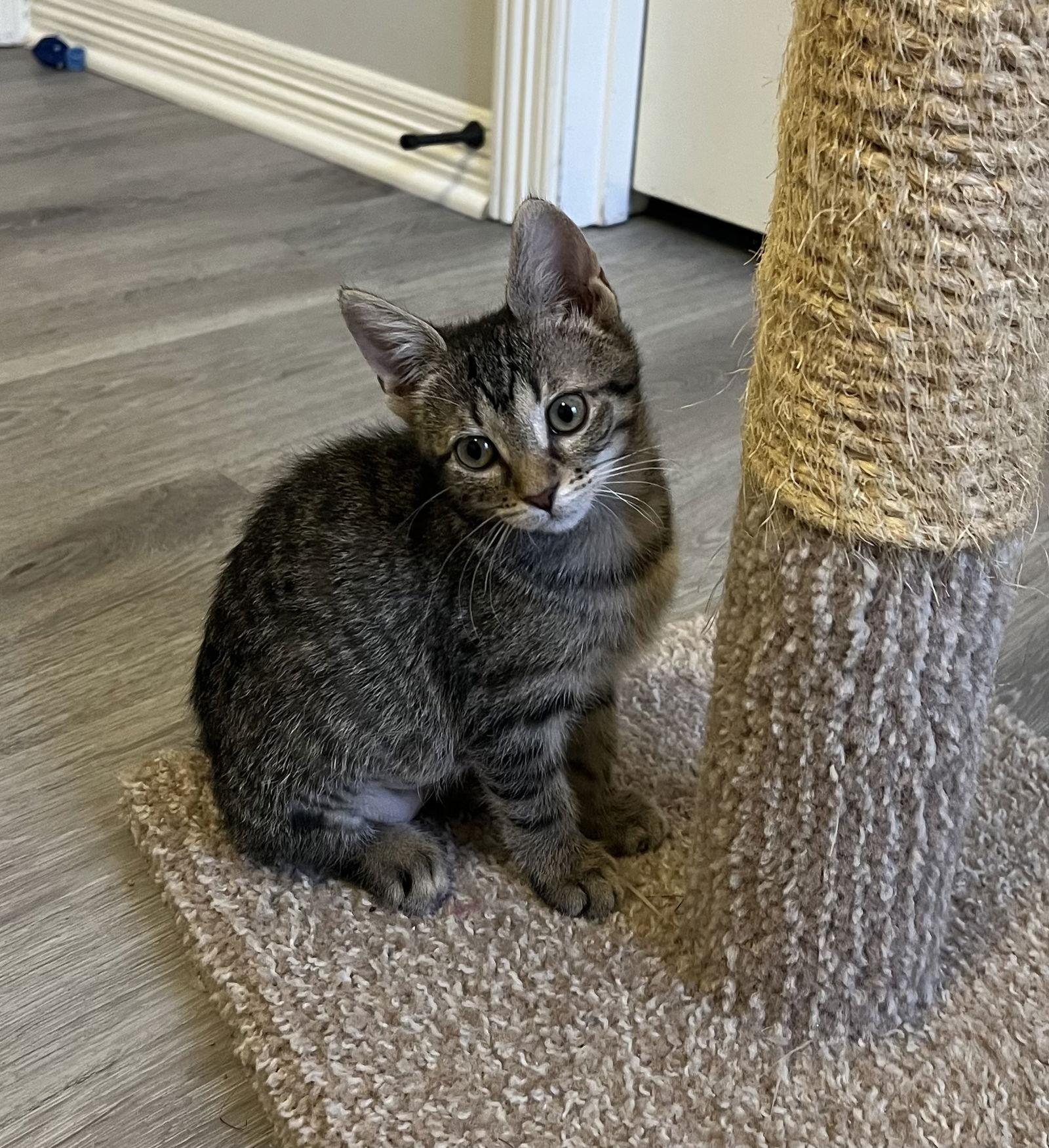 Brooke, Adoptable, Kitten Female Tabby & Domestic Short Hair.