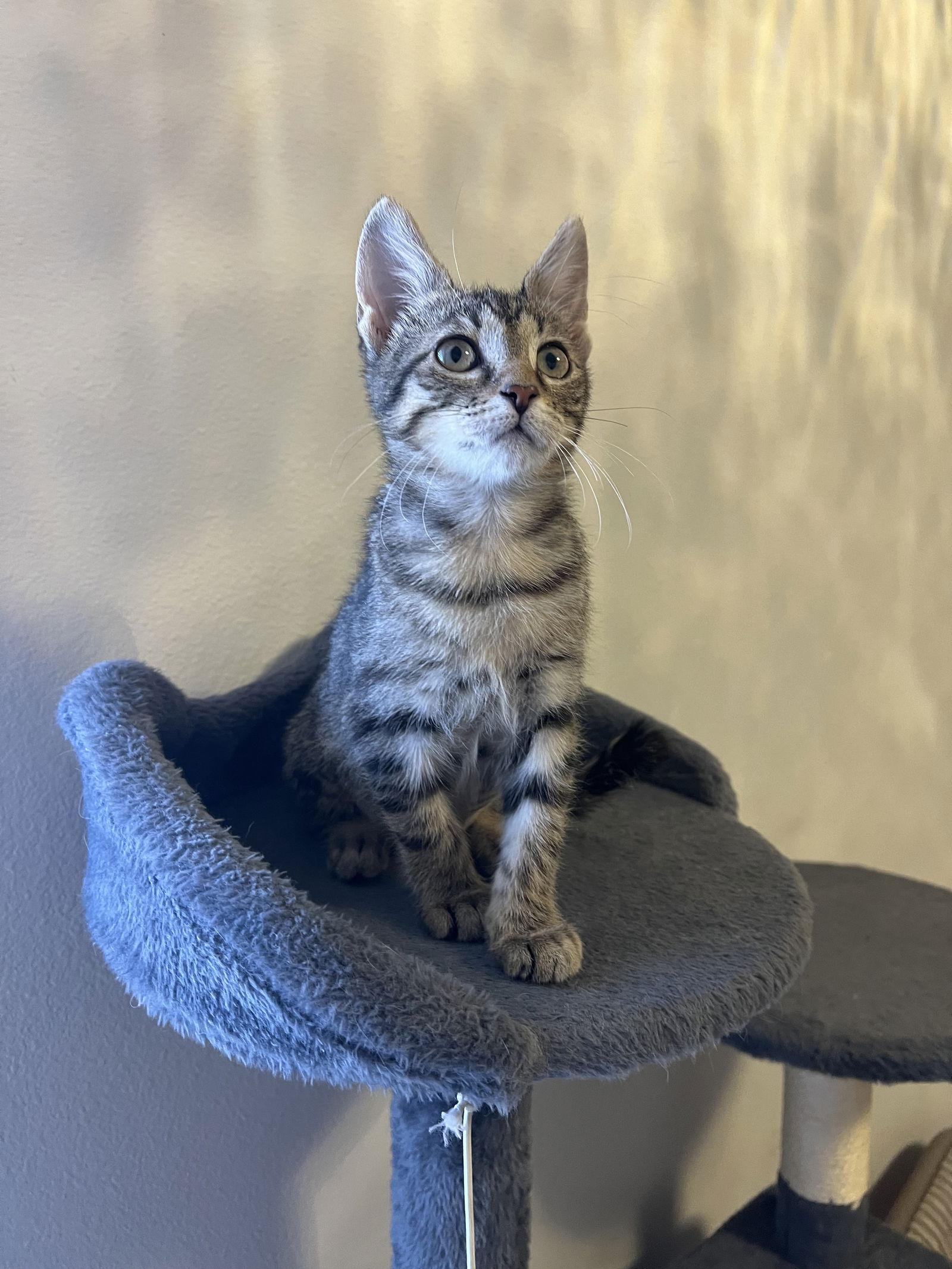 Enlarge Brooke, a Adoptable mixed breed in Rockwall, TX image 2/2