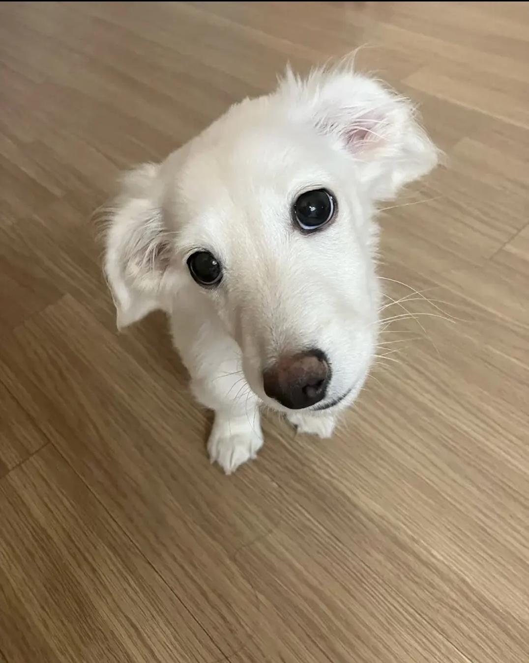 Peace, Adoptable, Young Male Dachshund.