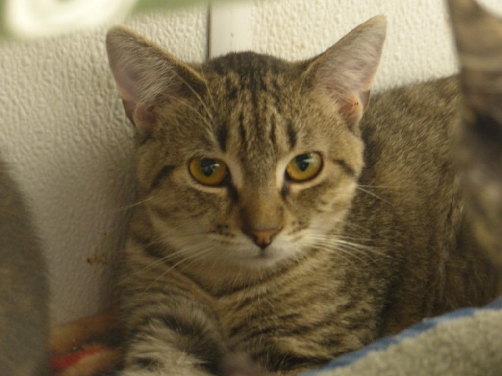 Bess, Adoptable, Kitten Female Domestic Short Hair.