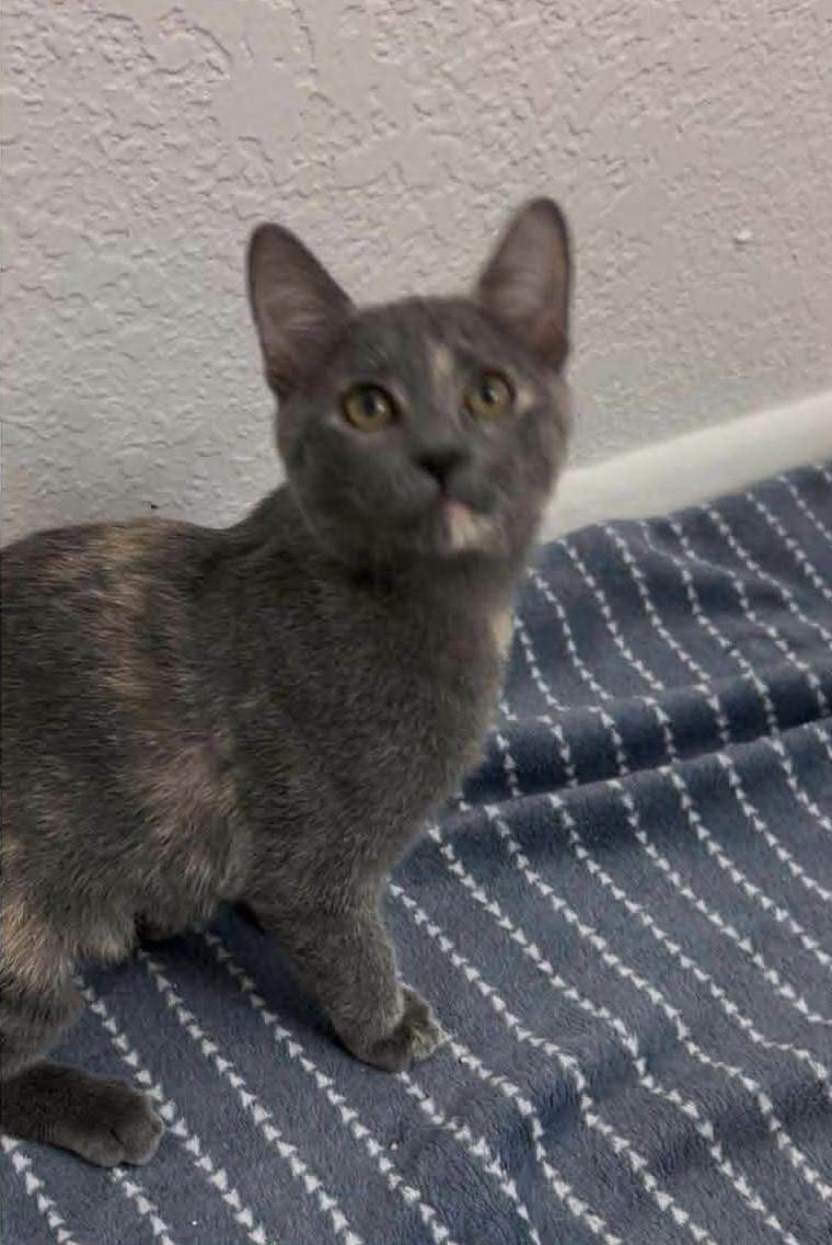 Morticia Bush thumbnail 2