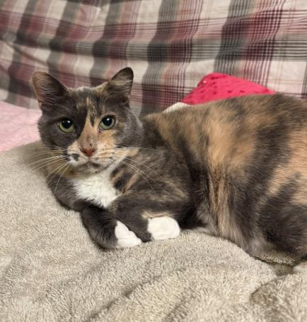 SOPHIA, Adoptable, Adult Female Domestic Short Hair.