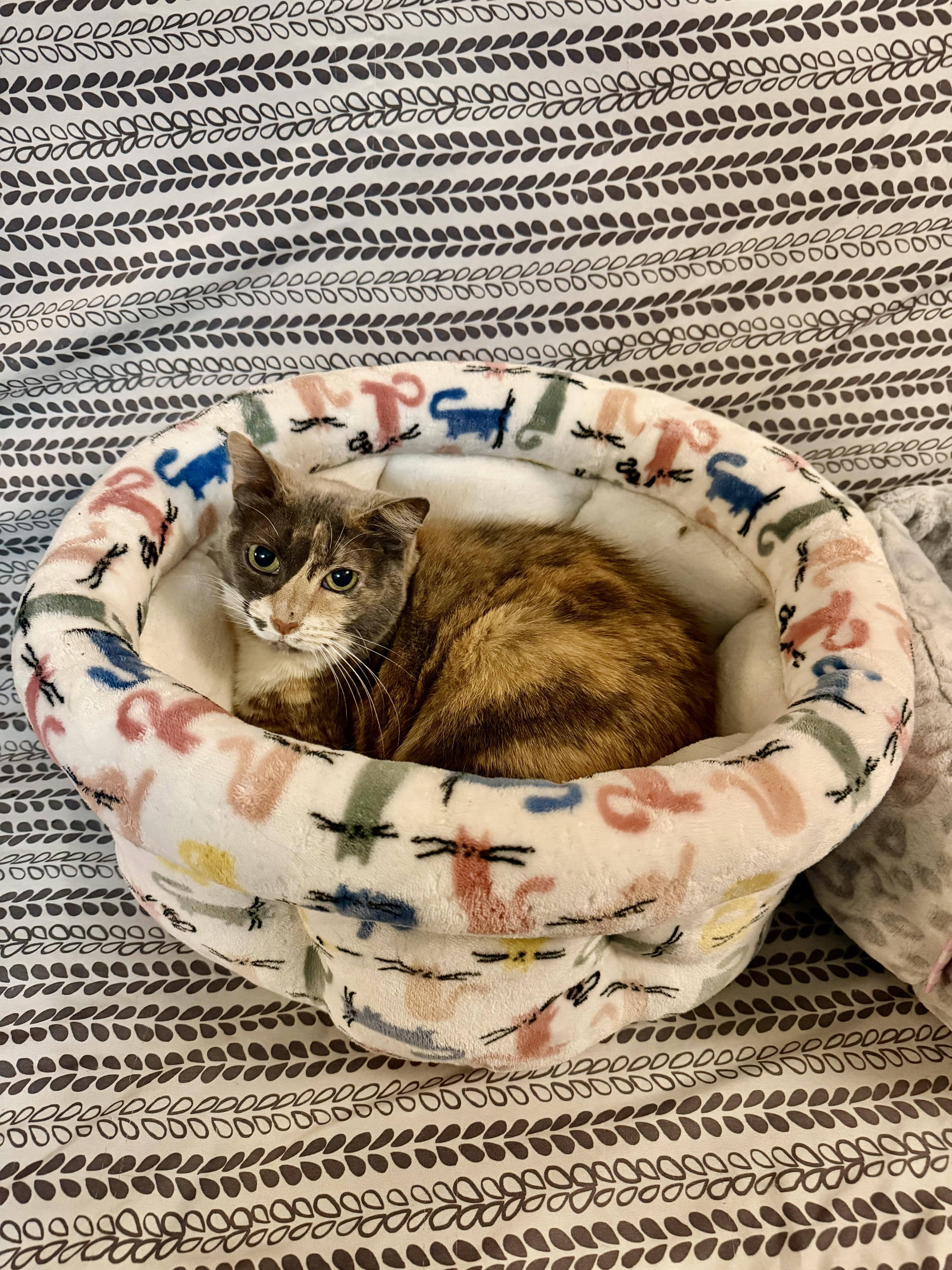 SOPHIA, Adoptable, Adult Female Domestic Short Hair.