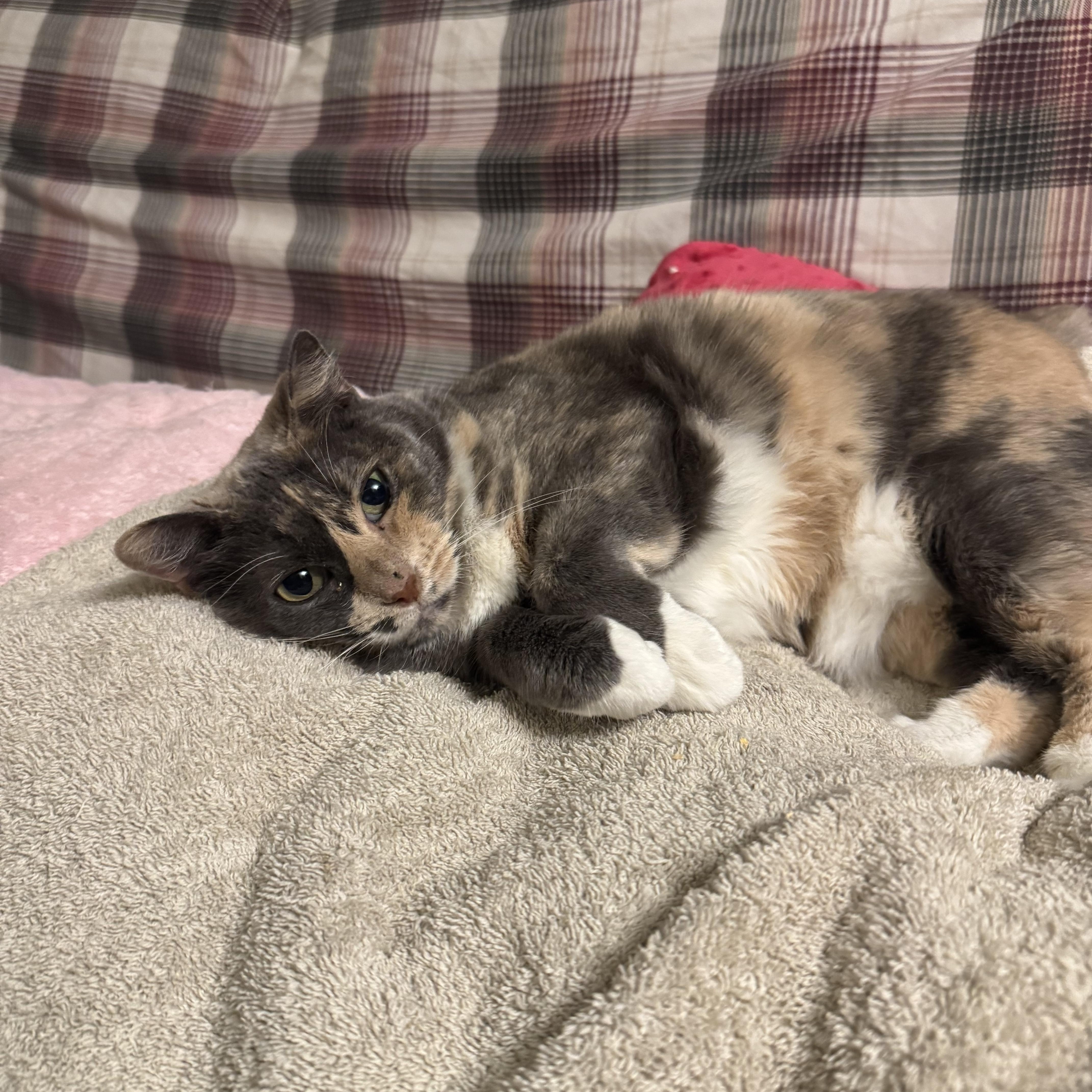 SOPHIA, a Adoptable Domestic Short Hair in Hamilton, NJ image 5/5