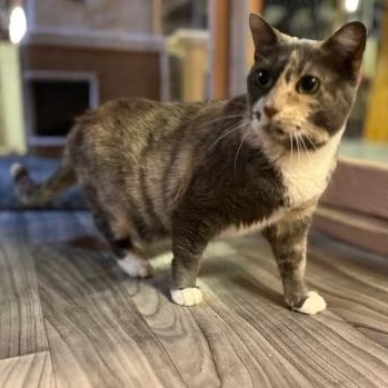 SOPHIA, Adult Female Domestic Short Hair