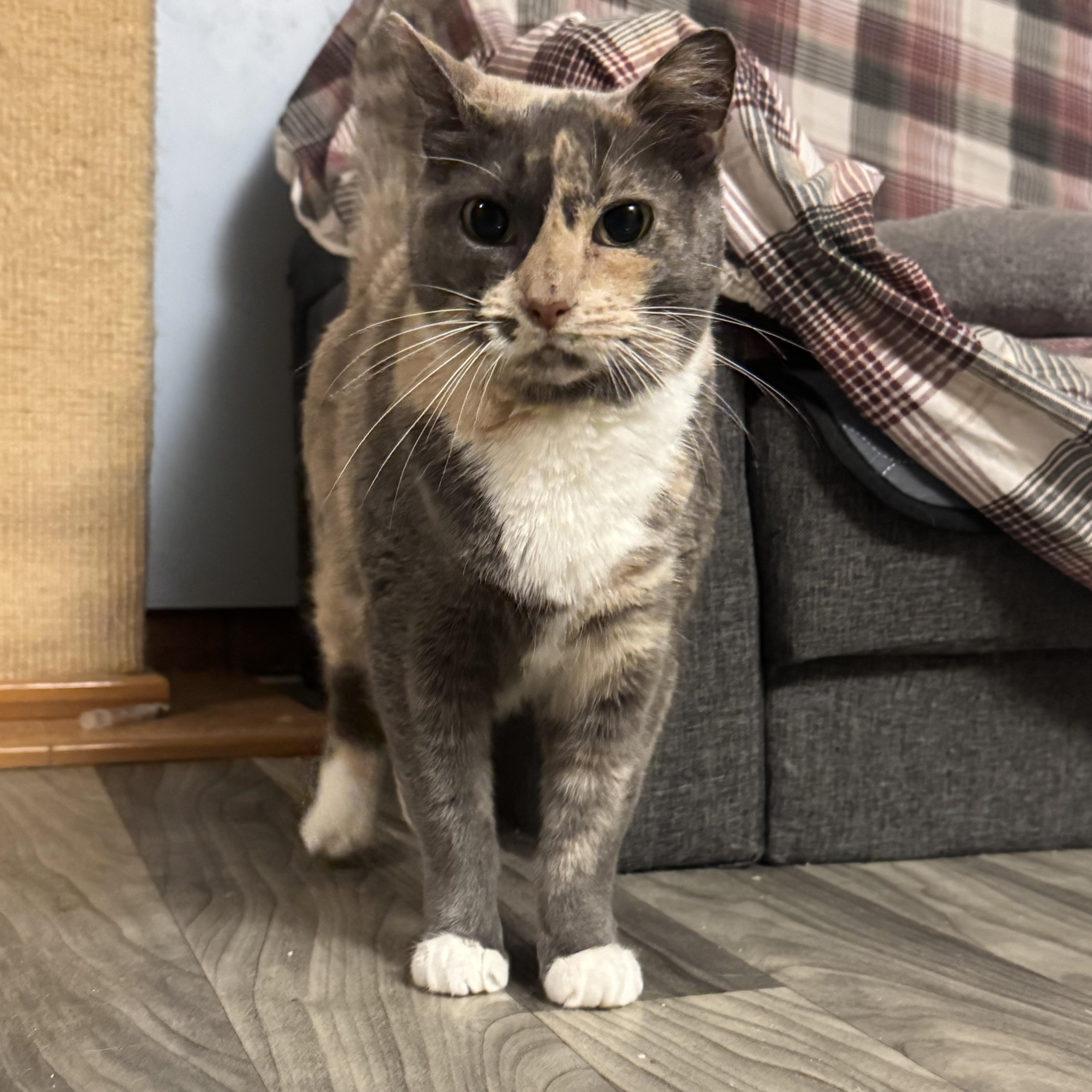 SOPHIA, a Adoptable Domestic Short Hair in Hamilton, NJ image 3/5