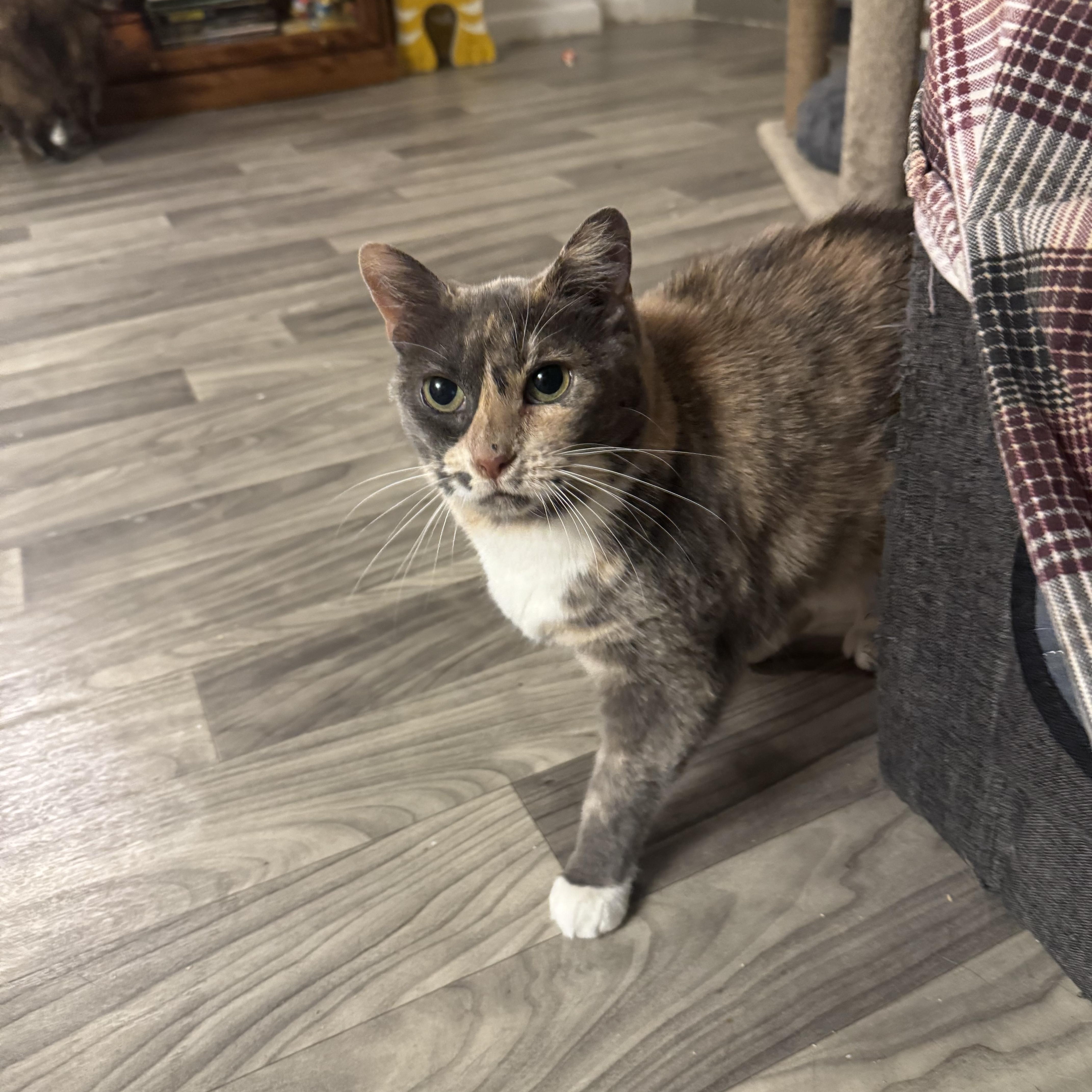 SOPHIA, a Adoptable Domestic Short Hair in Hamilton, NJ image 4/5