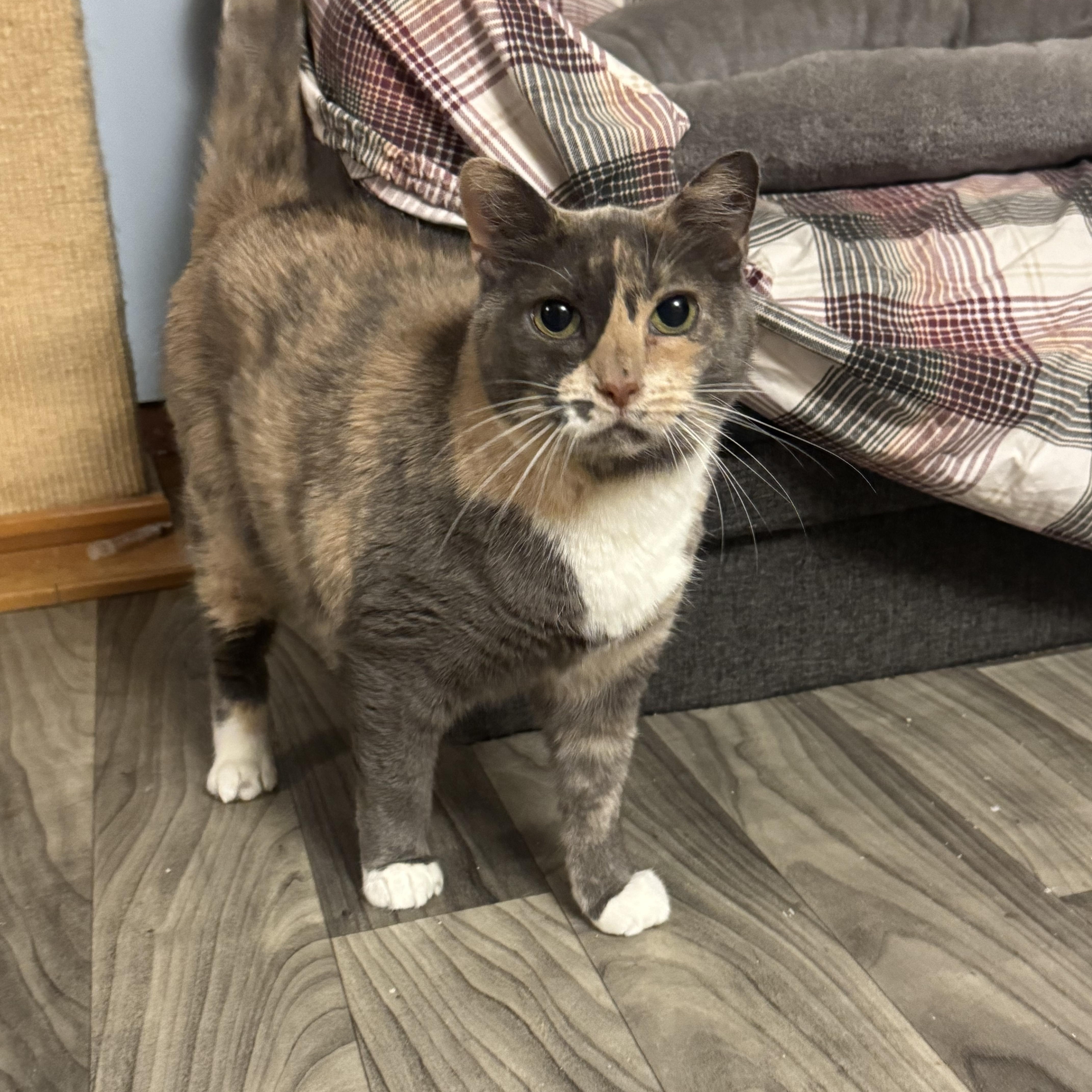 SOPHIA, Adoptable, Adult Female Domestic Short Hair.