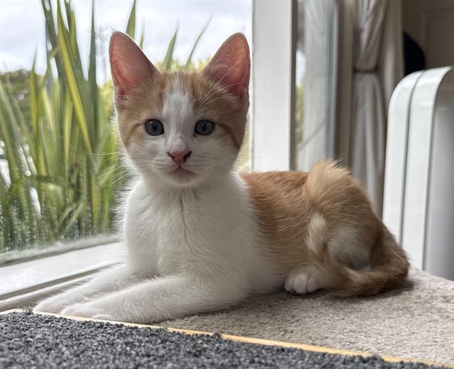 Enlarge ZANDER, a Adoptable Domestic Short Hair in Palo Alto, CA image 1/1