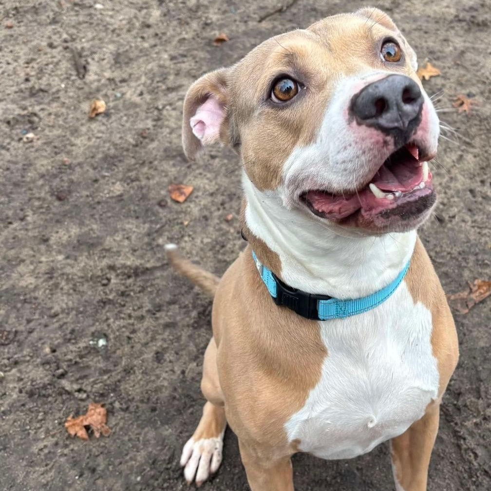 Trouble, a Adoptable Mixed Breed in Brookhaven, NY image 4/5