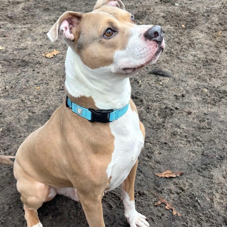 Trouble, a Adoptable Mixed Breed in Brookhaven, NY image 5/5