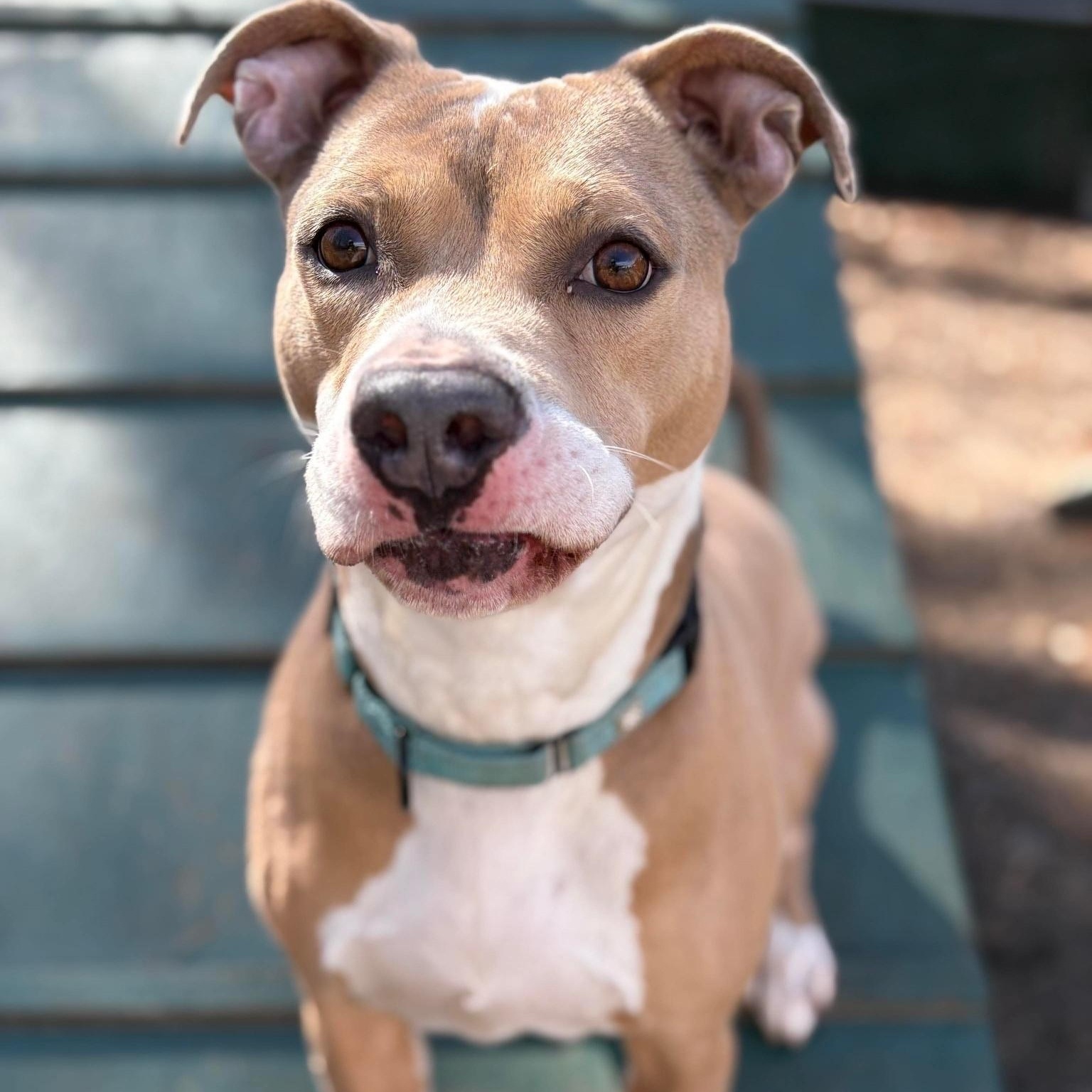 Trouble, a Adoptable Mixed Breed in Brookhaven, NY image 1/5