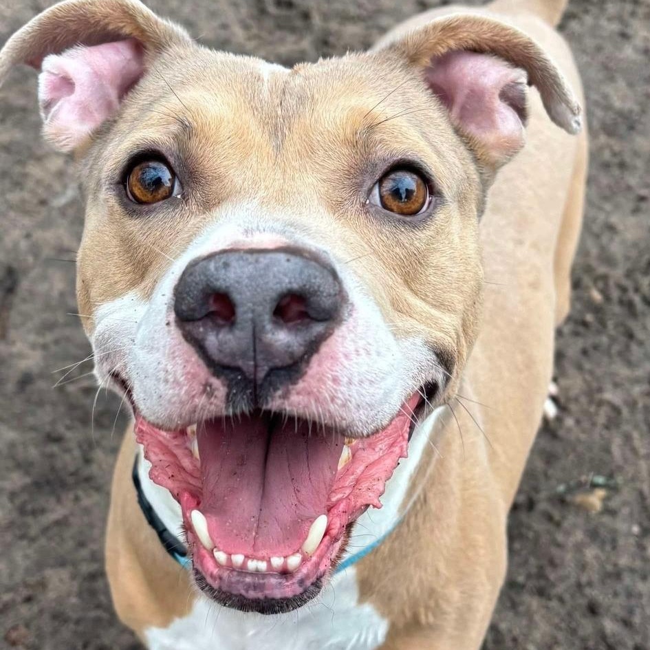 Trouble, a Adoptable Mixed Breed in Brookhaven, NY image 2/5