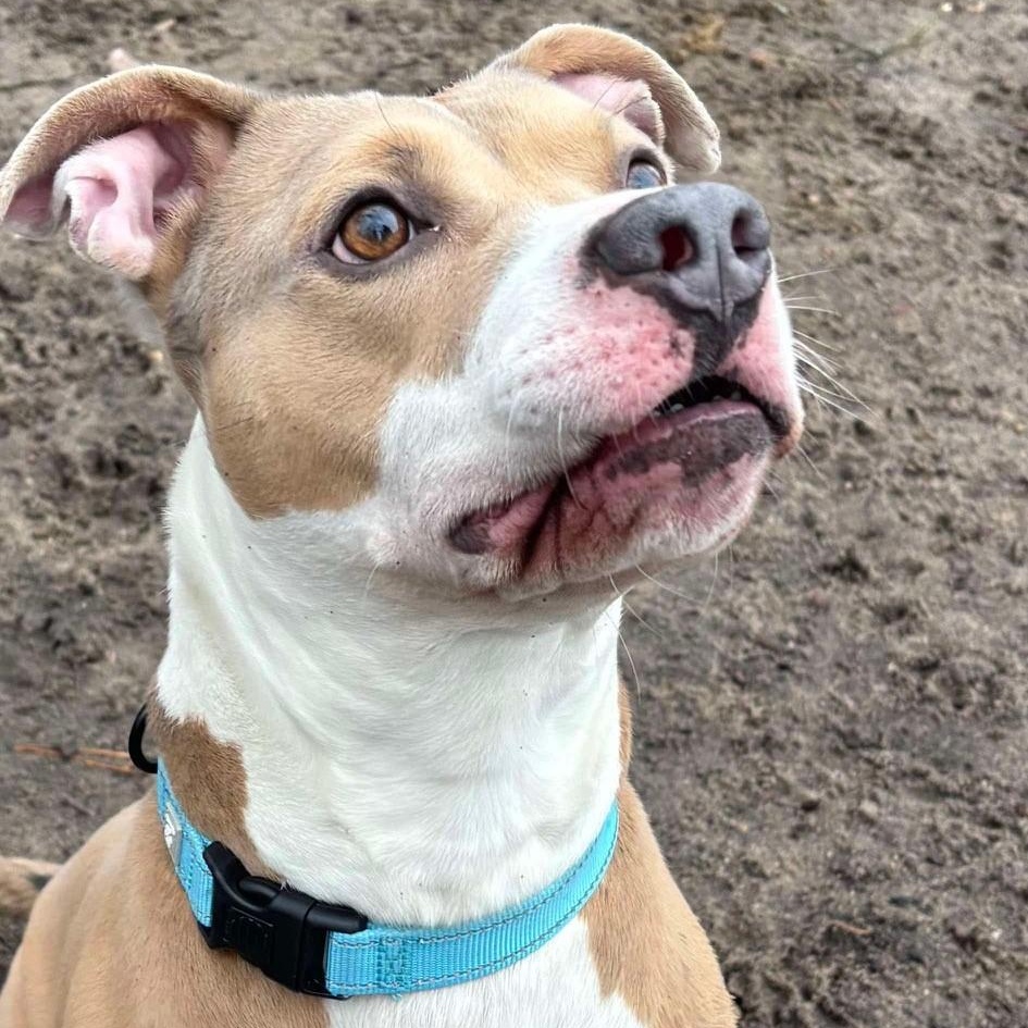 Trouble, a Adoptable Mixed Breed in Brookhaven, NY image 3/5