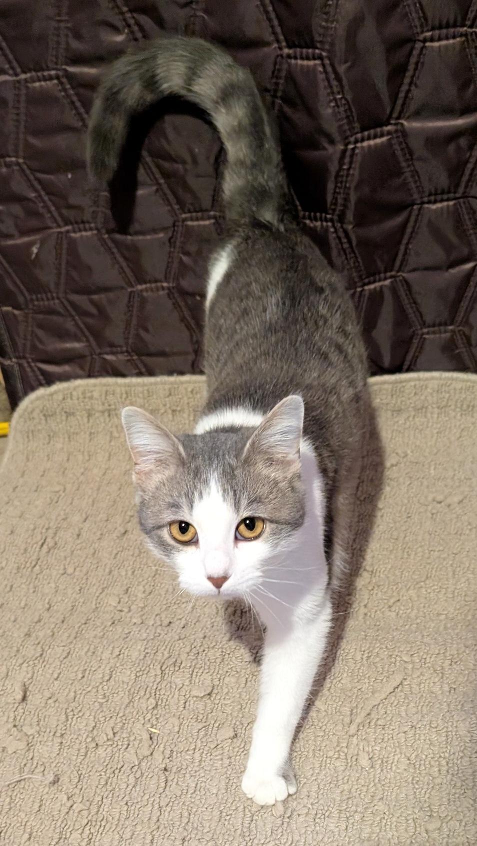 Stanley, a Adoptable Domestic Short Hair in Fairview Heights, IL image 6/6