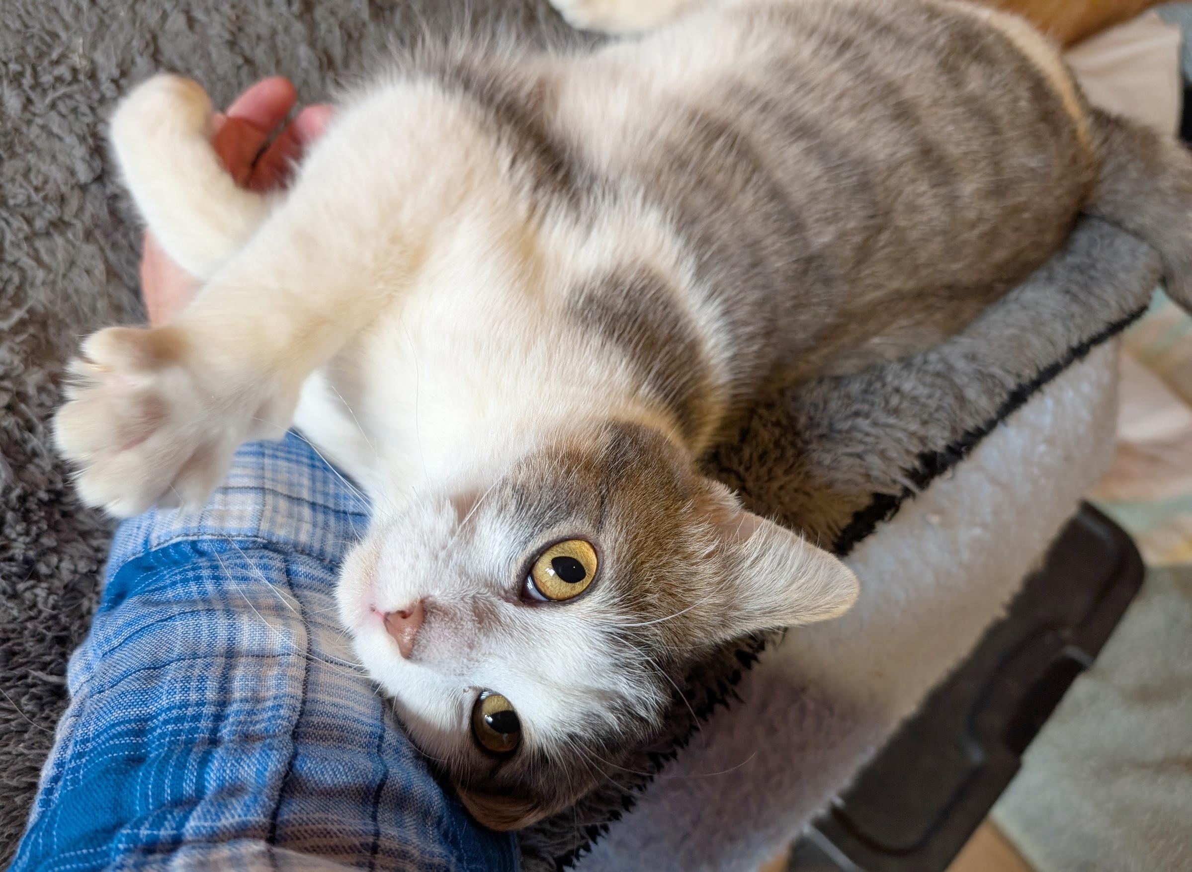 Stanley, a Adoptable Domestic Short Hair in Fairview Heights, IL image 5/6