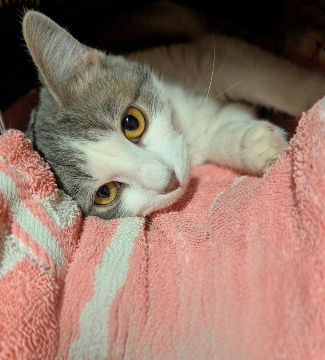 Stanley, a Adoptable Domestic Short Hair in Fairview Heights, IL image 1/6