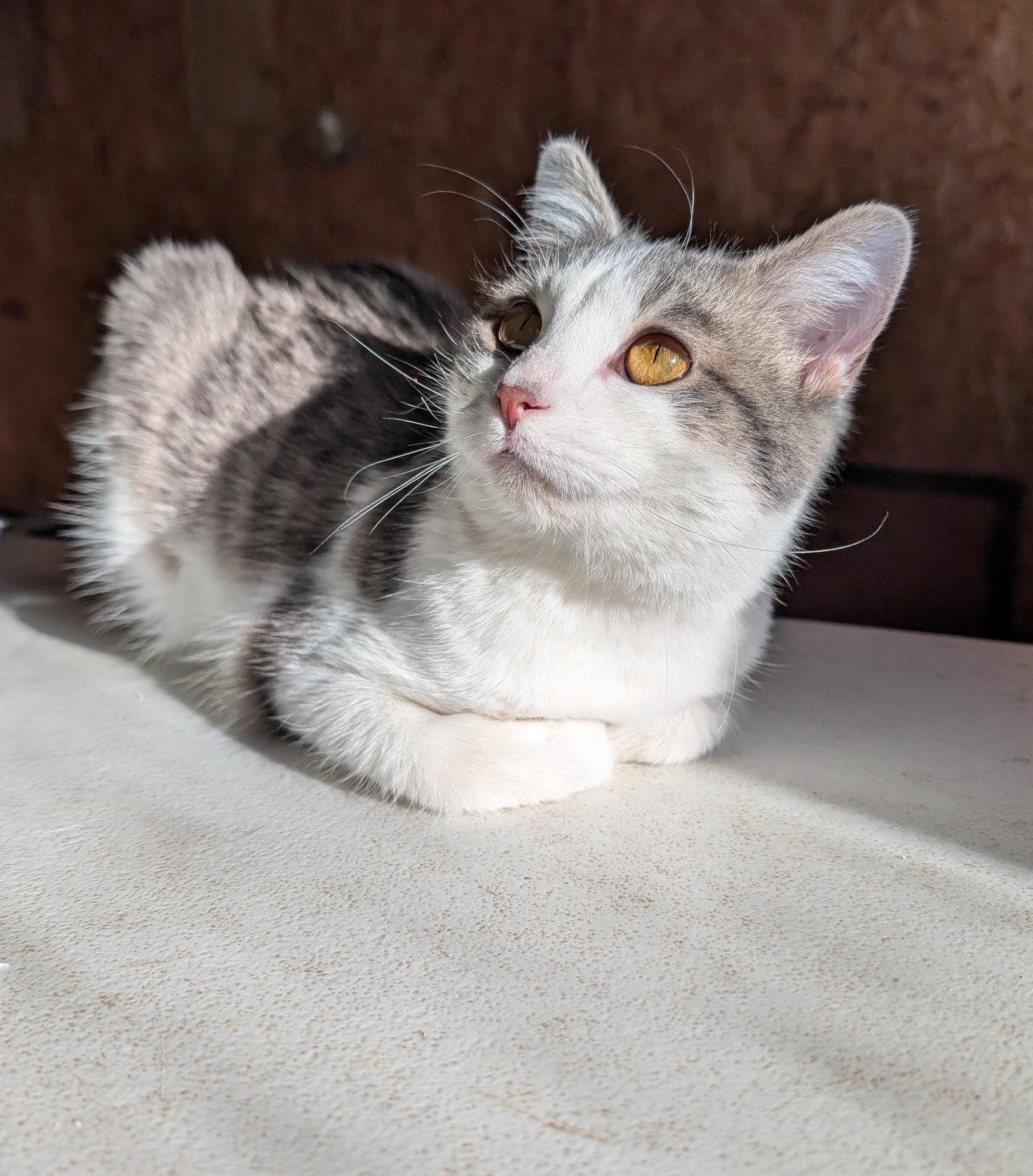 Stanley, a Adoptable Domestic Short Hair in Fairview Heights, IL image 3/6