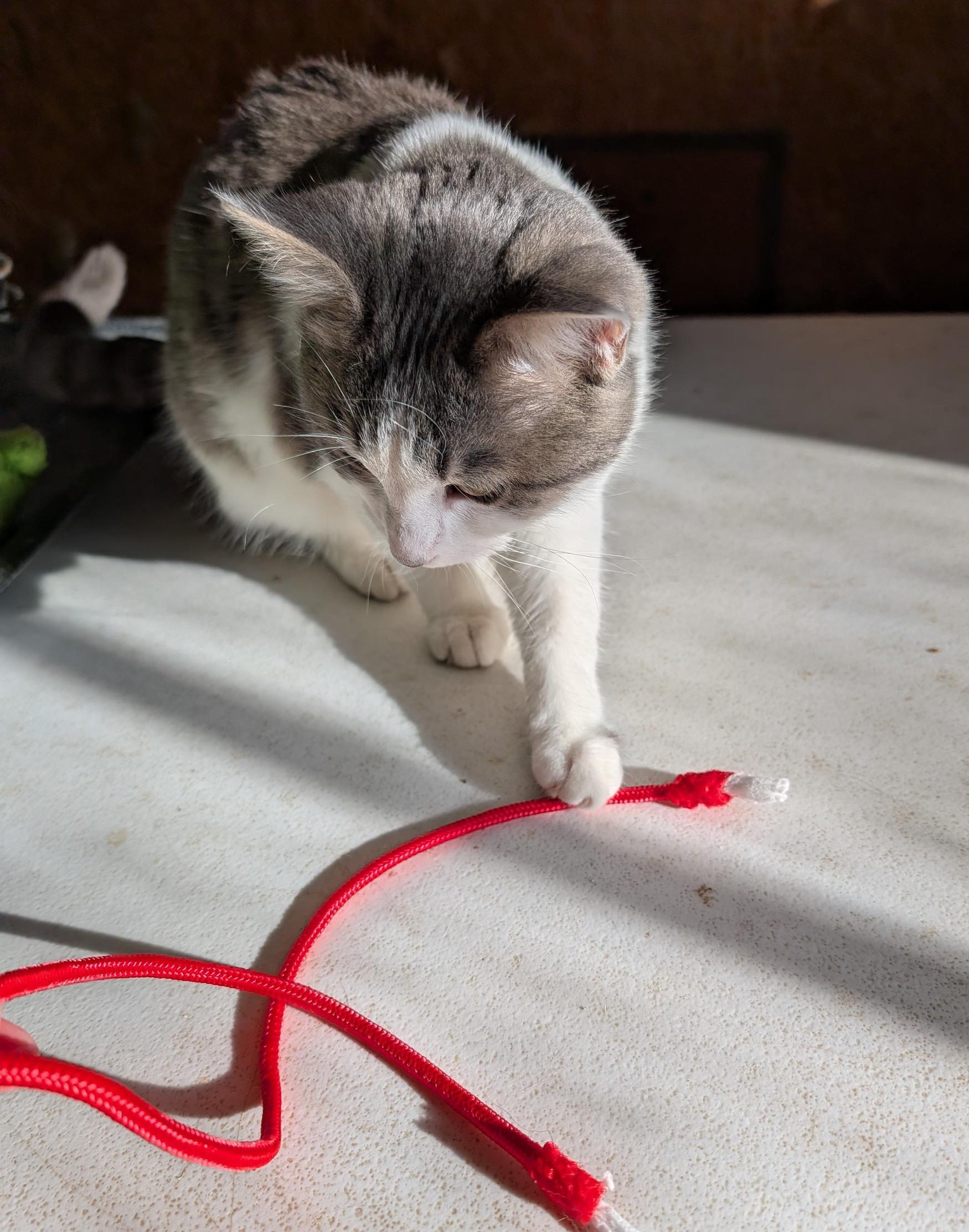 Stanley, a Adoptable Domestic Short Hair in Fairview Heights, IL image 4/6