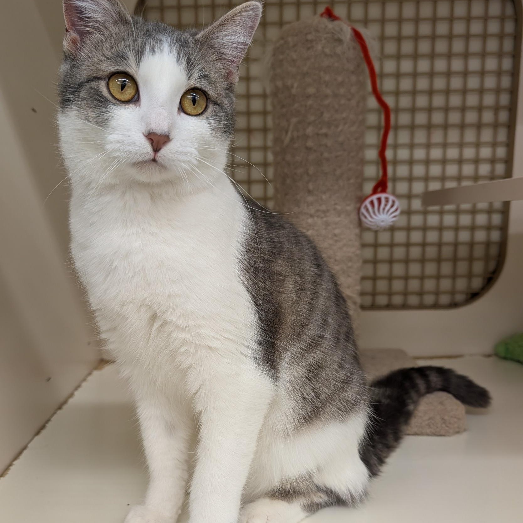 Stanley, Adoptable, Kitten Male Domestic Short Hair.