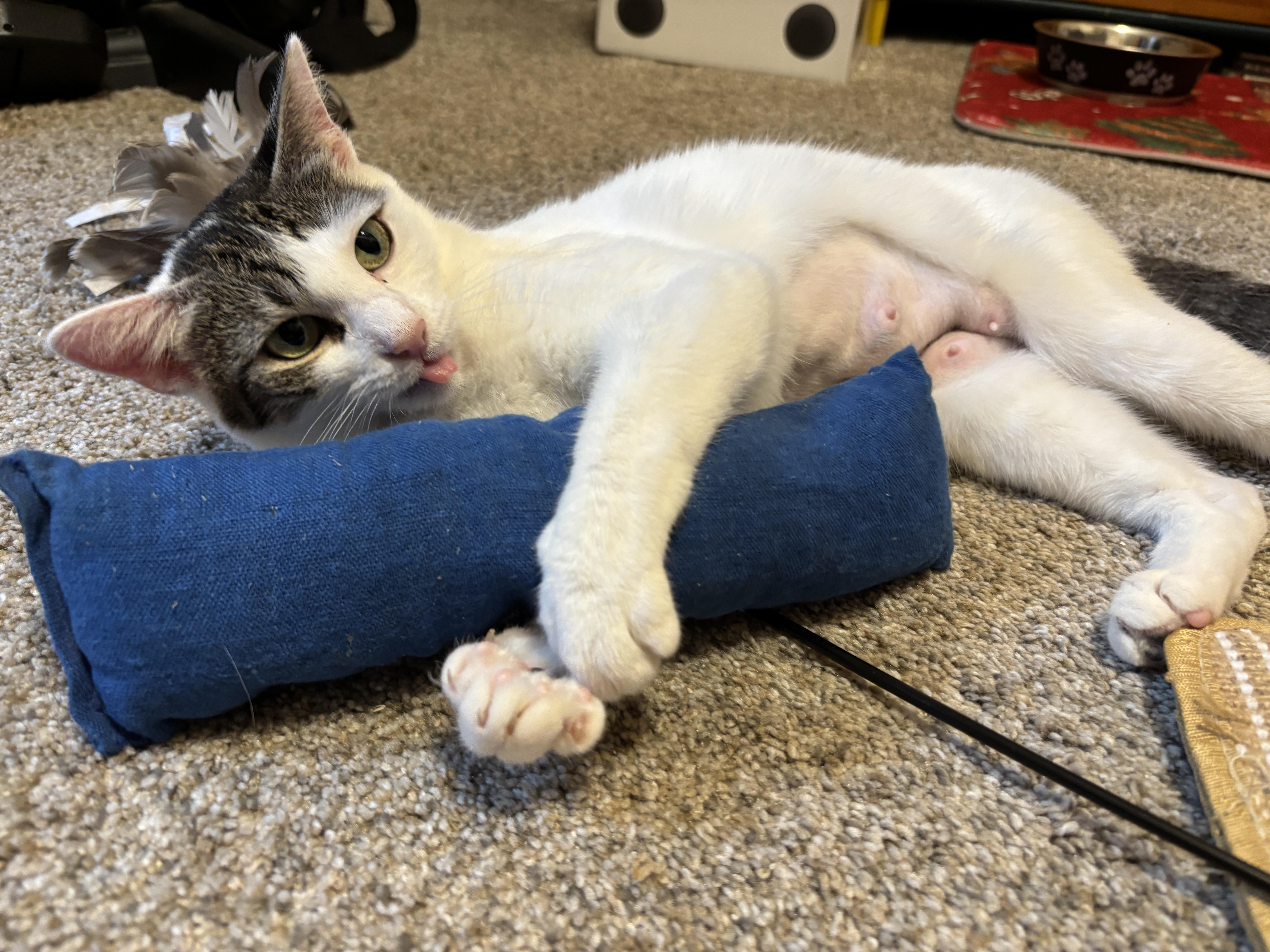 Ellie, a ADOPTABLE Domestic Short Hair in Dover, DE image 1/3