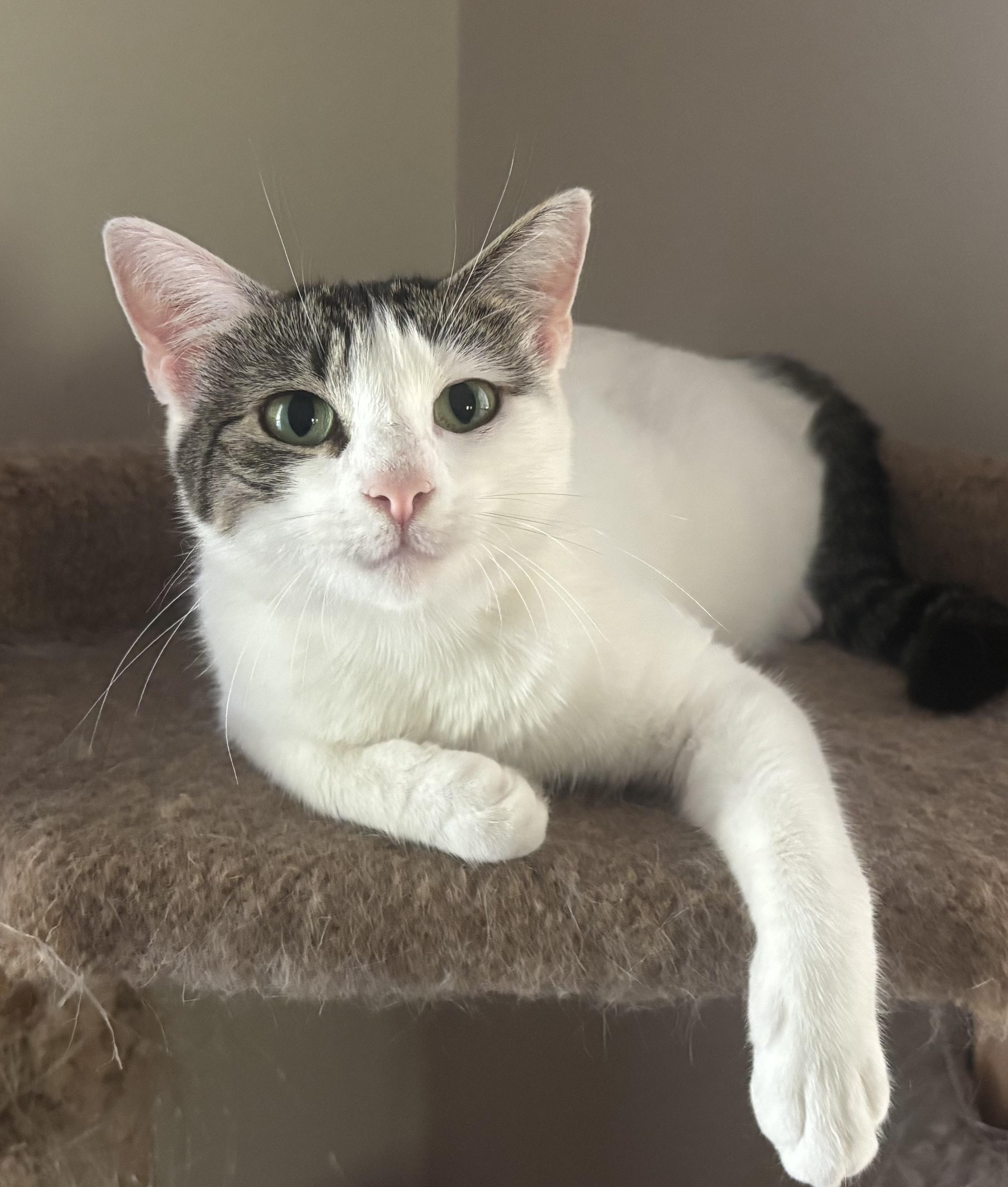 Ellie, a ADOPTABLE Domestic Short Hair in Dover, DE image 3/5