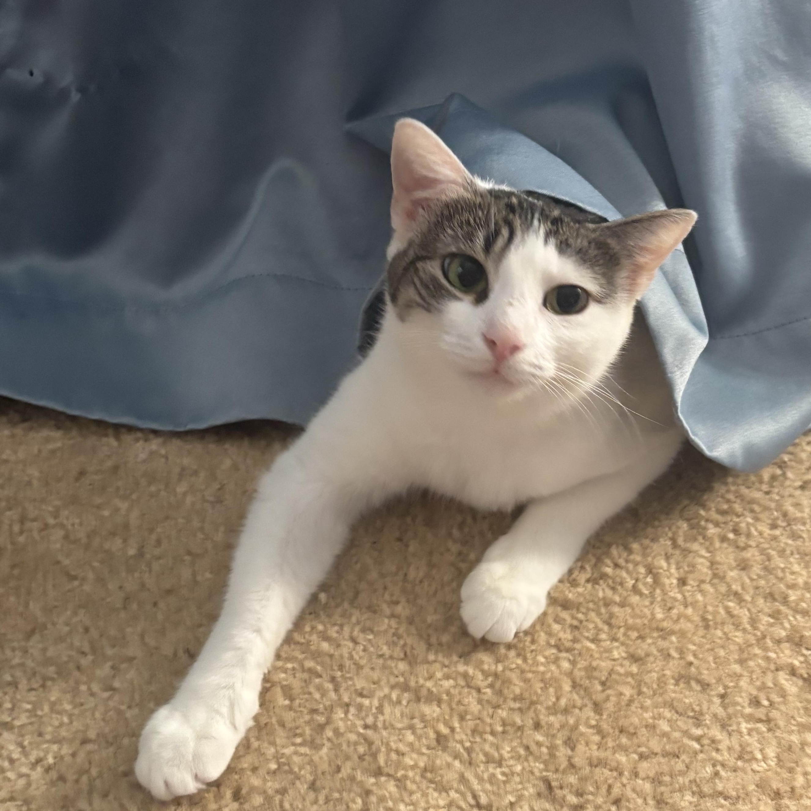 Ellie, a ADOPTABLE Domestic Short Hair in Dover, DE image 4/5