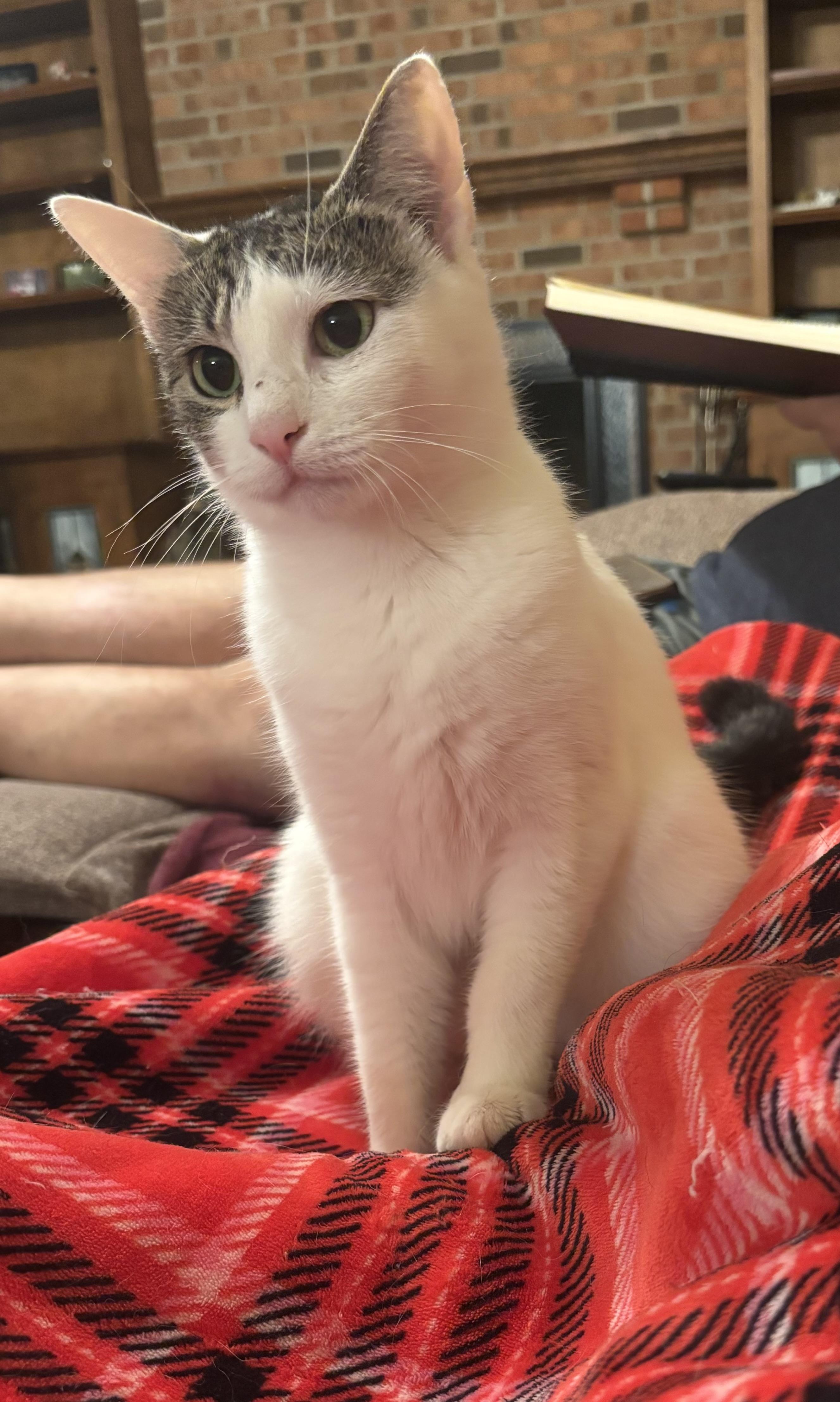 Ellie, a ADOPTABLE Domestic Short Hair in Dover, DE image 5/5