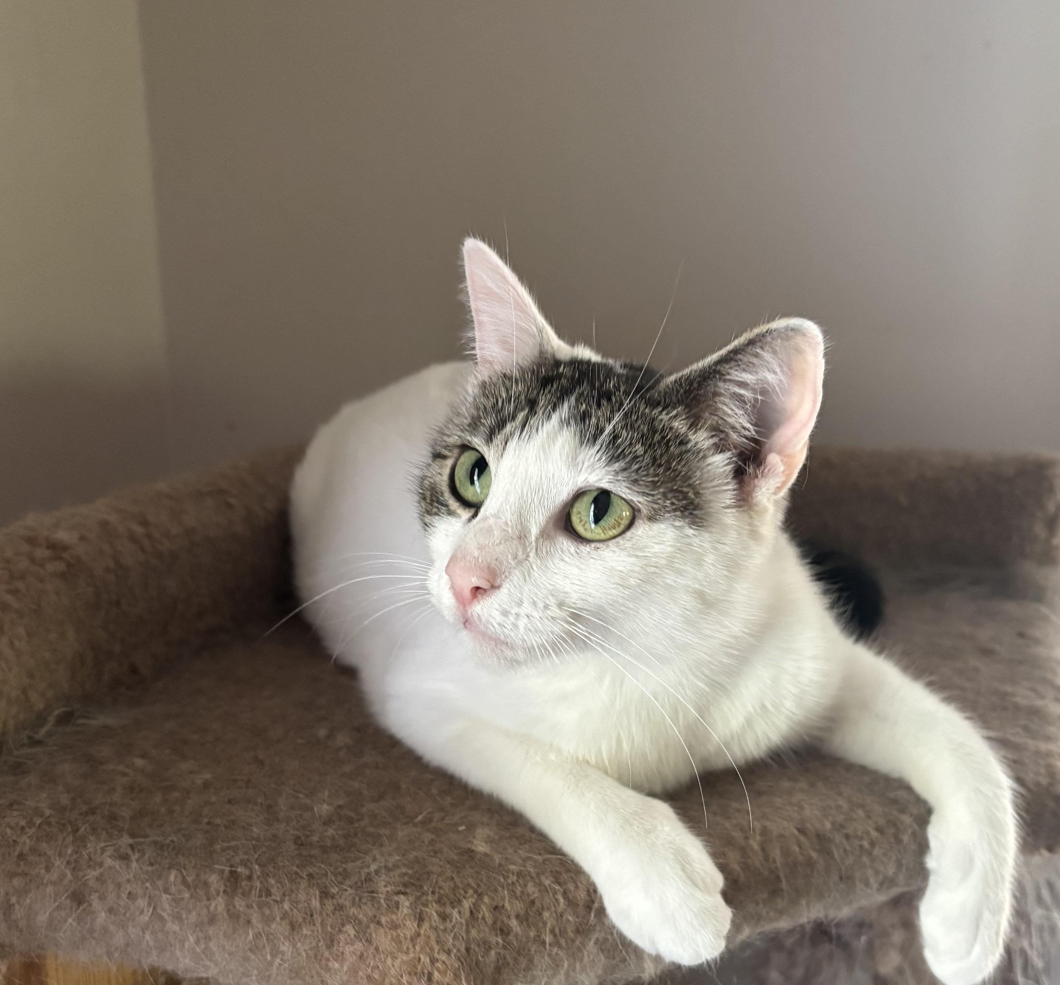 Ellie, ADOPTABLE, Young Female Domestic Short Hair.