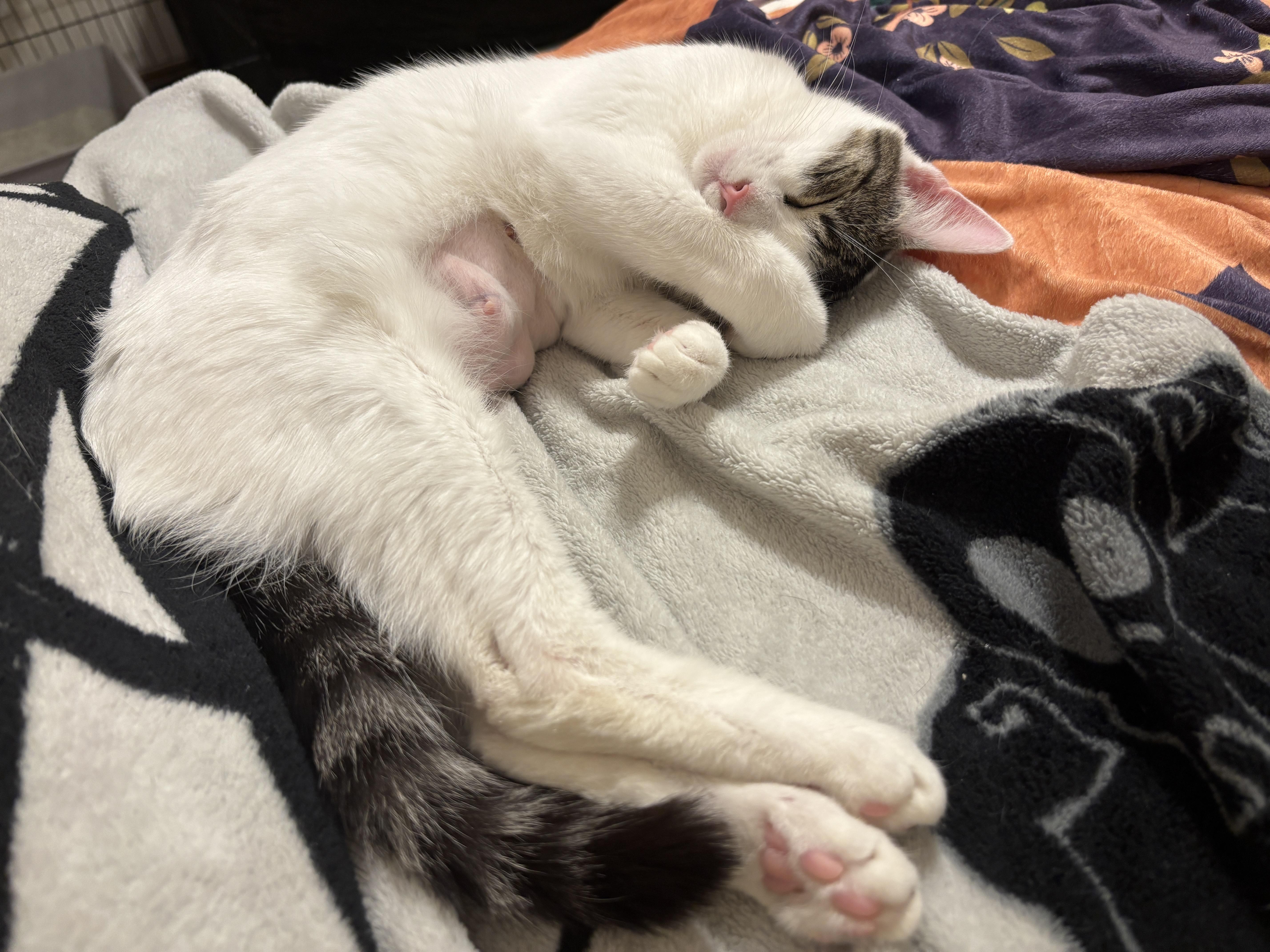 Ellie, a ADOPTABLE Domestic Short Hair in Dover, DE image 2/3