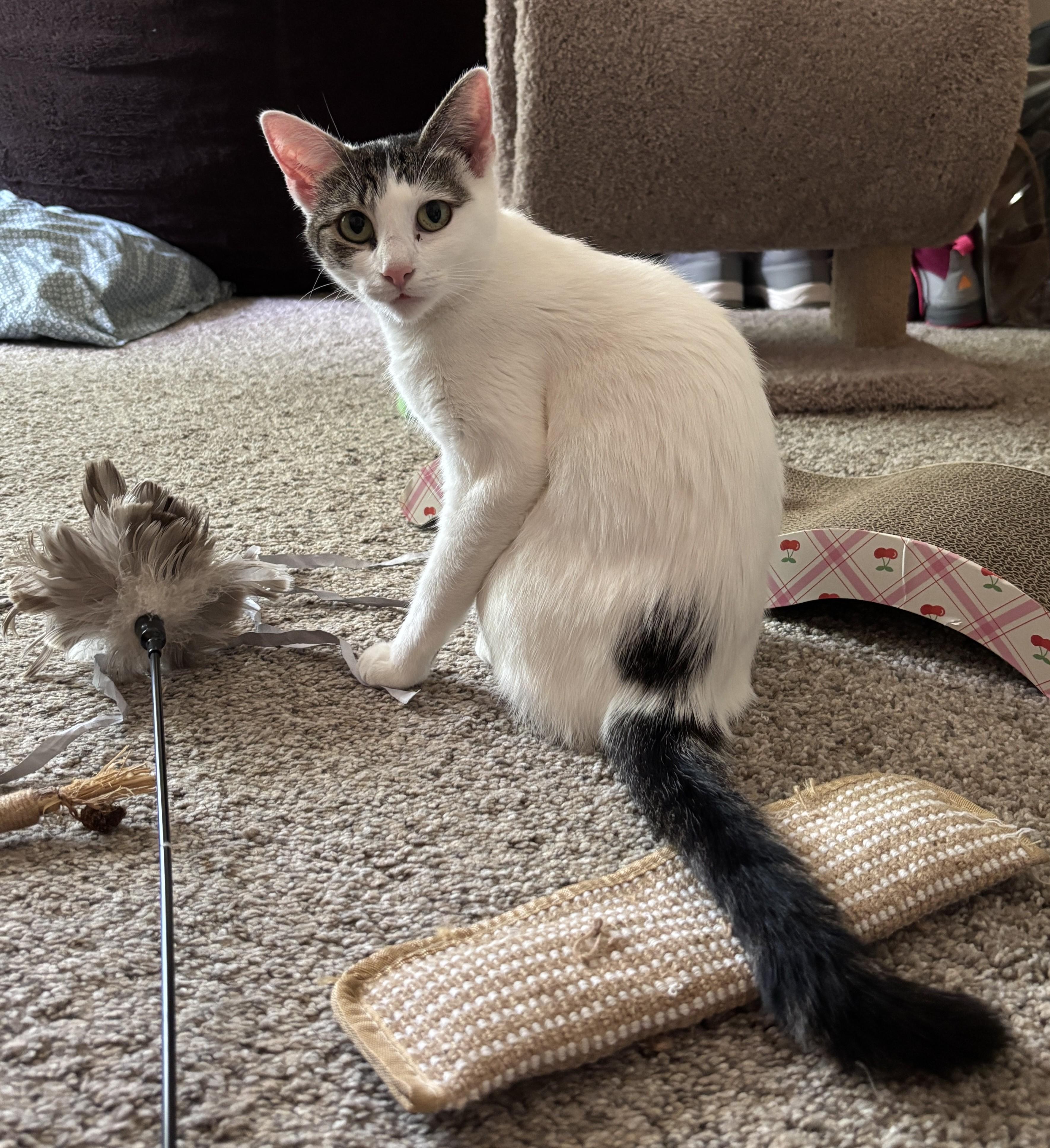 Ellie, a ADOPTABLE Domestic Short Hair in Dover, DE image 3/3