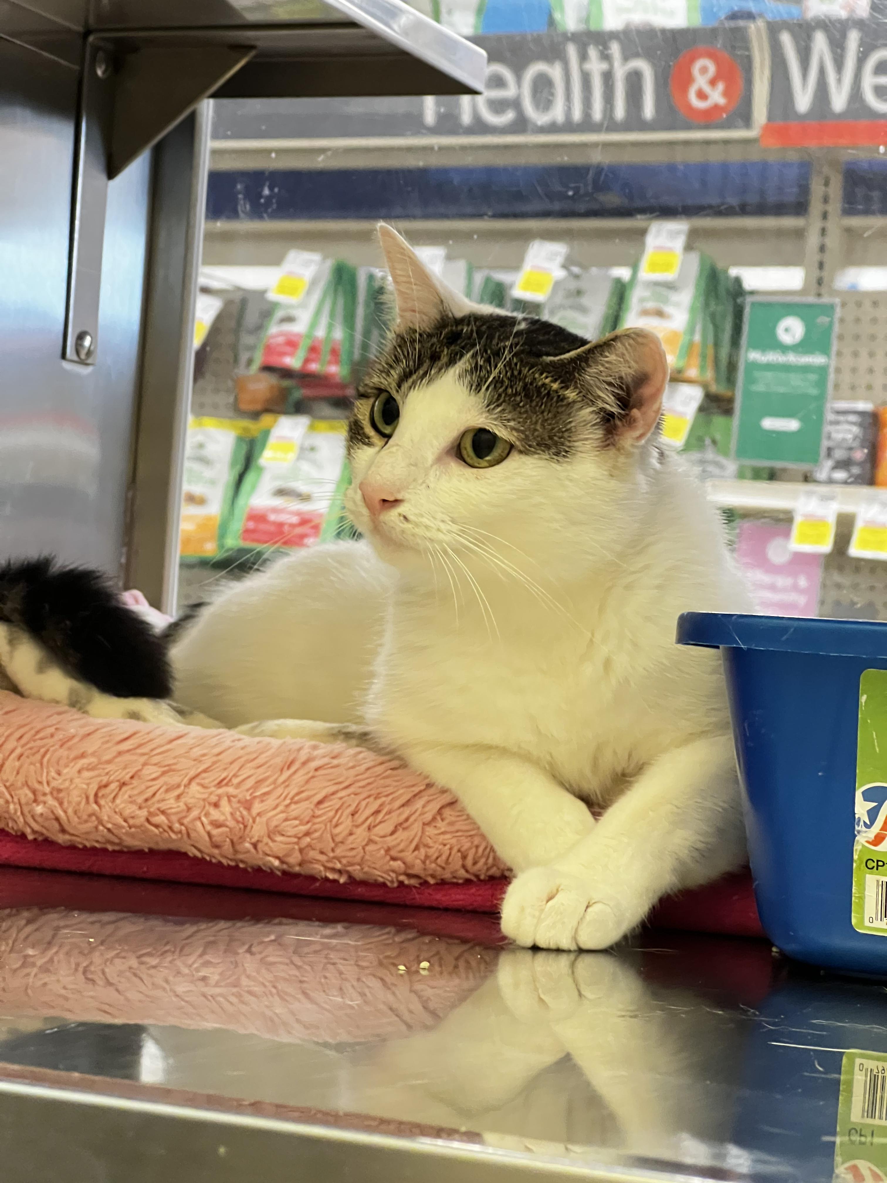 Ellie, a ADOPTABLE Domestic Short Hair in Dover, DE image 2/6