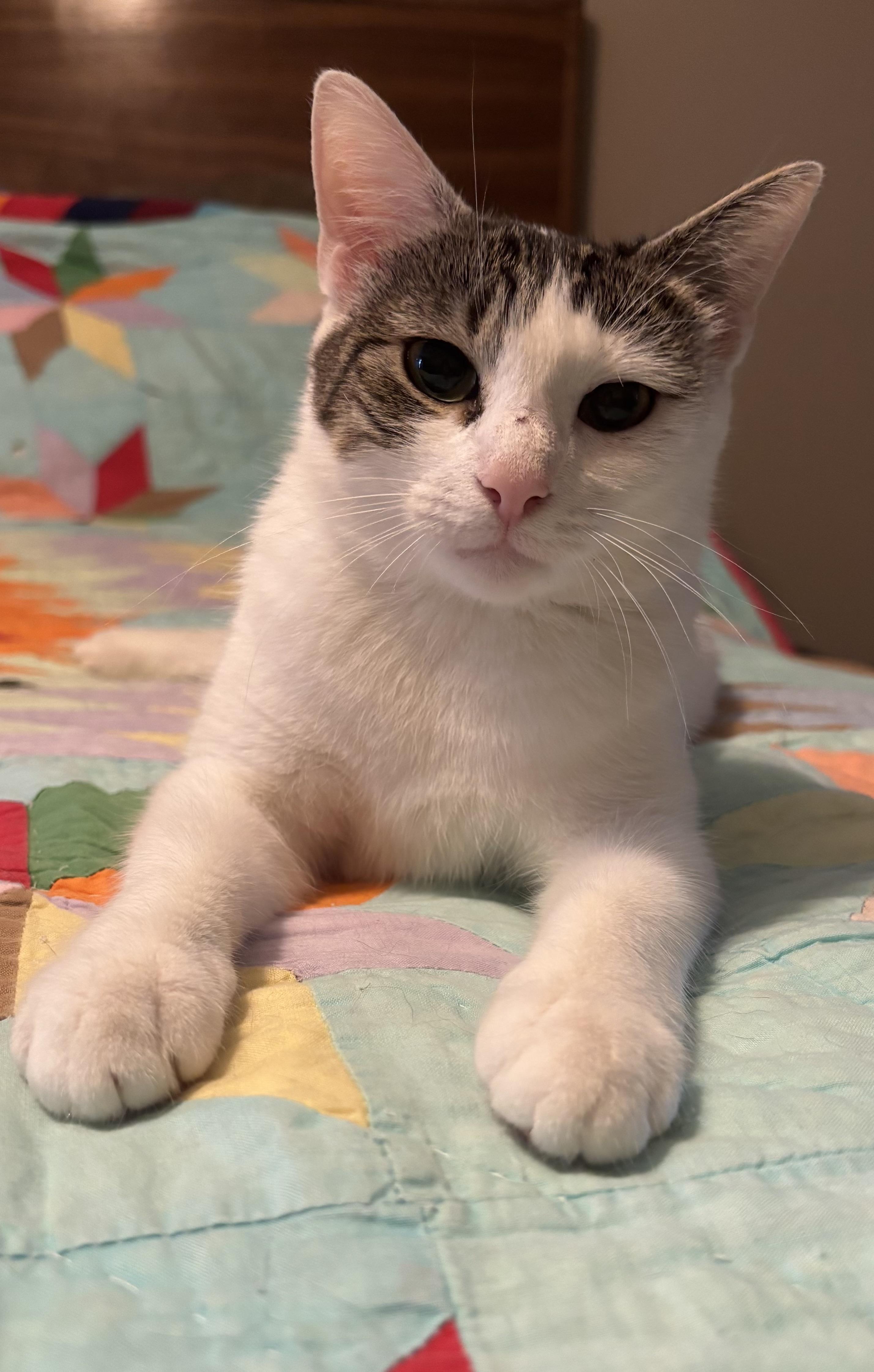 Ellie, a ADOPTABLE Domestic Short Hair in Dover, DE image 2/5