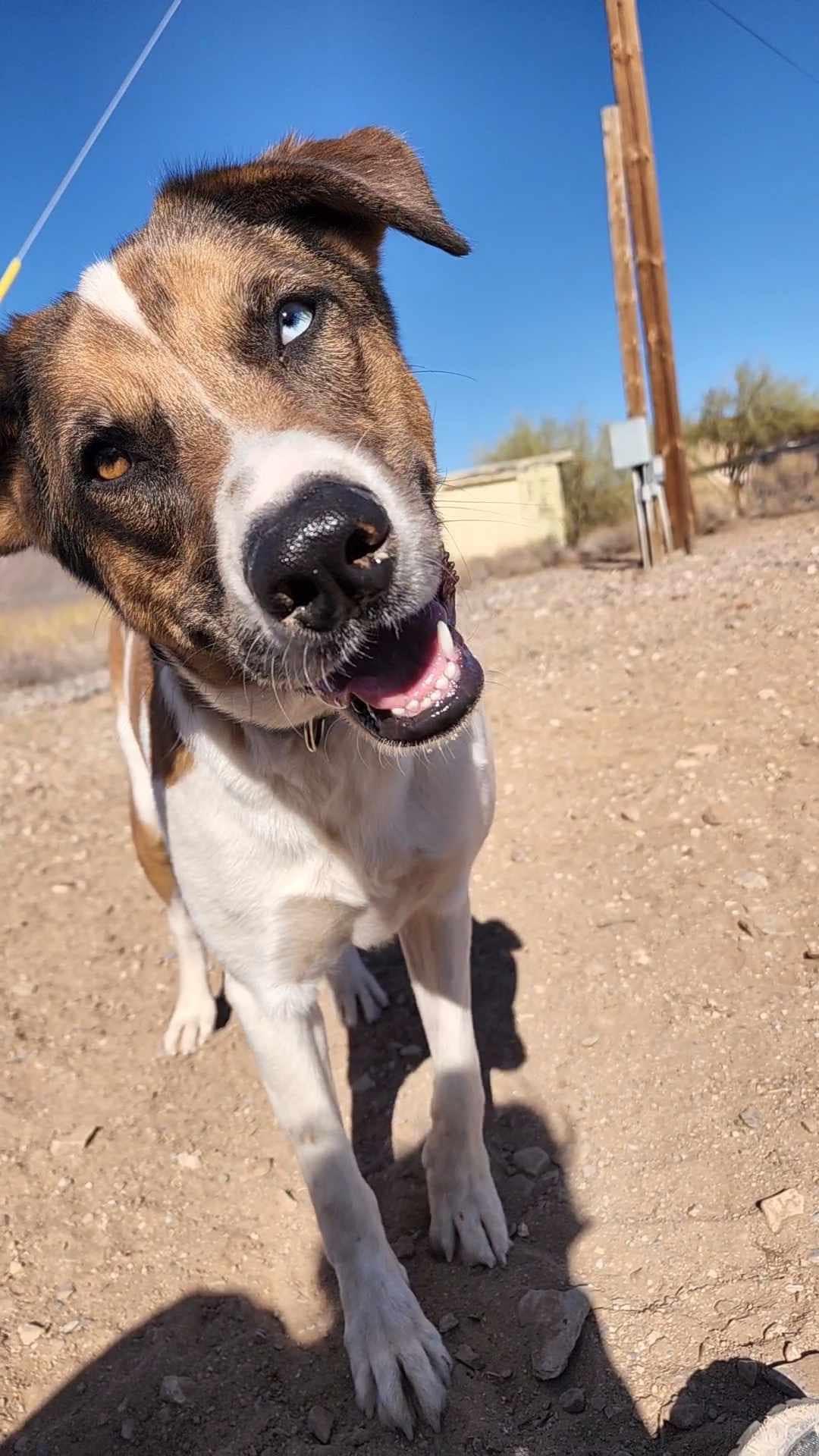 Jason Aldean, a Adoptable mixed breed in Cave Creek, AZ image 1/5