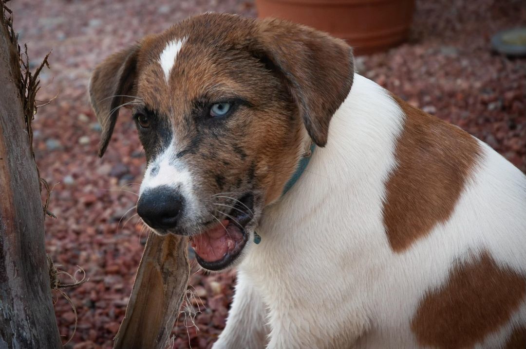 Jason Aldean, a Adoptable mixed breed in Cave Creek, AZ image 2/5