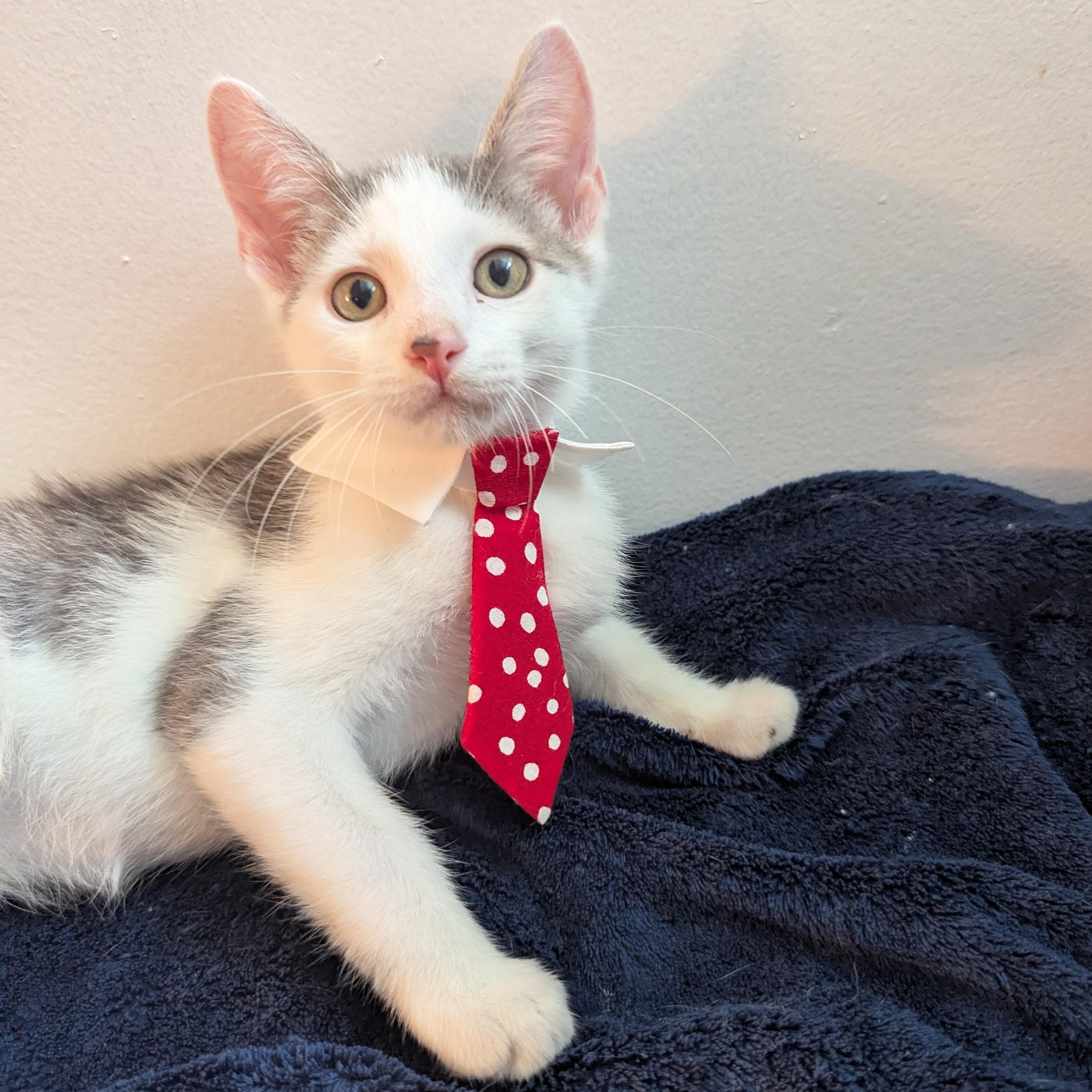 Enlarge Prince, a ADOPTABLE Domestic Short Hair in Haddon Heights, NJ image 2/3