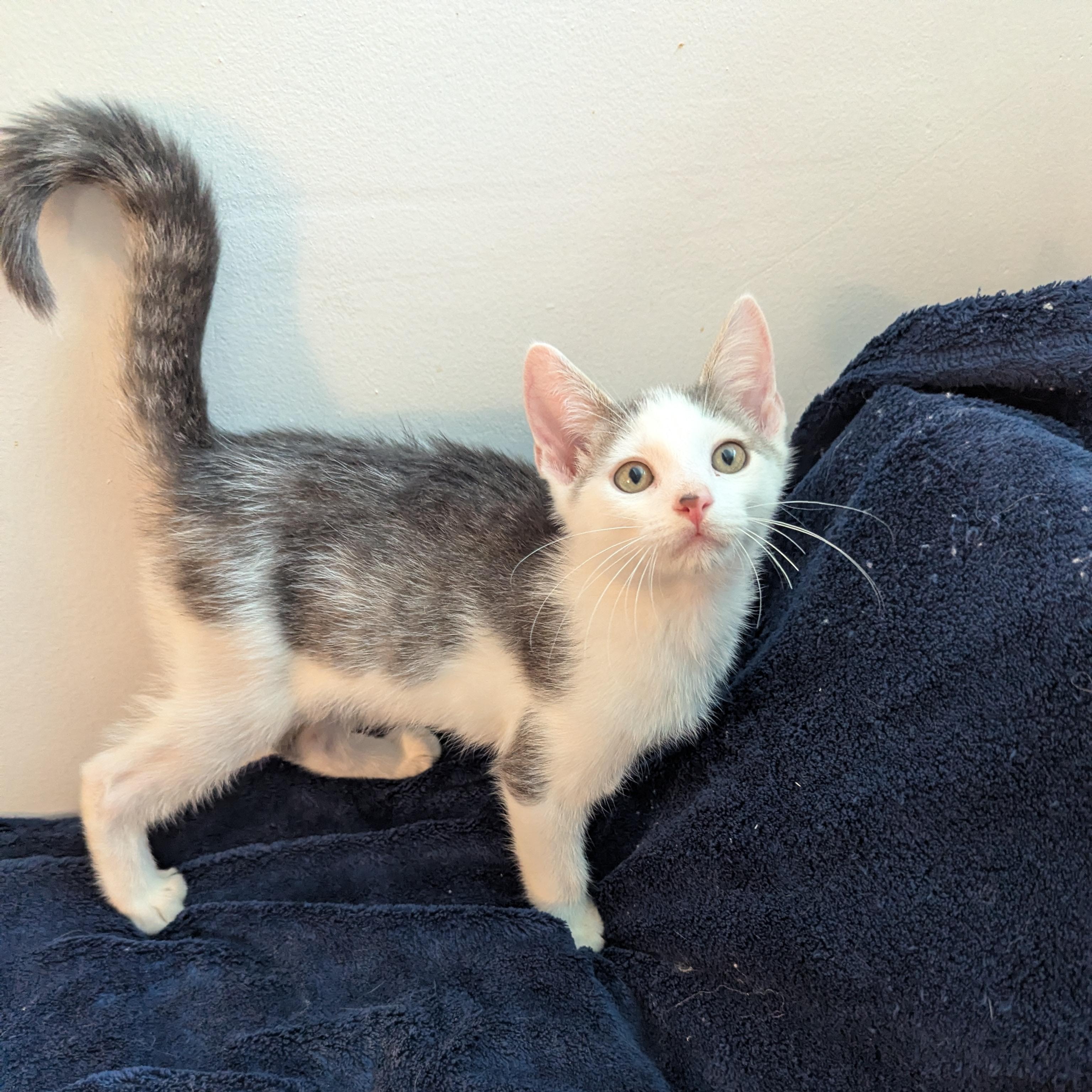 Enlarge Prince, a ADOPTABLE Domestic Short Hair in Haddon Heights, NJ image 3/3