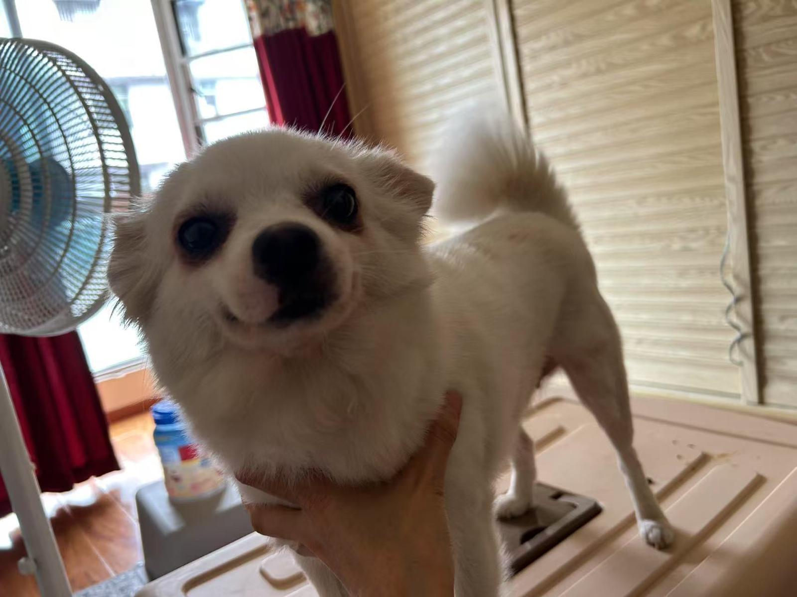 Lia, Adopted, Young Female Chihuahua & Pomeranian.