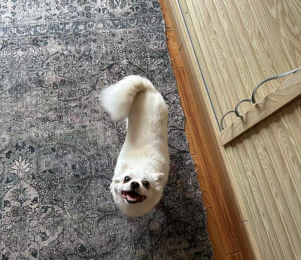 Enlarge Lia, a Adopted mixed breed in Richmond, BC image 2/6