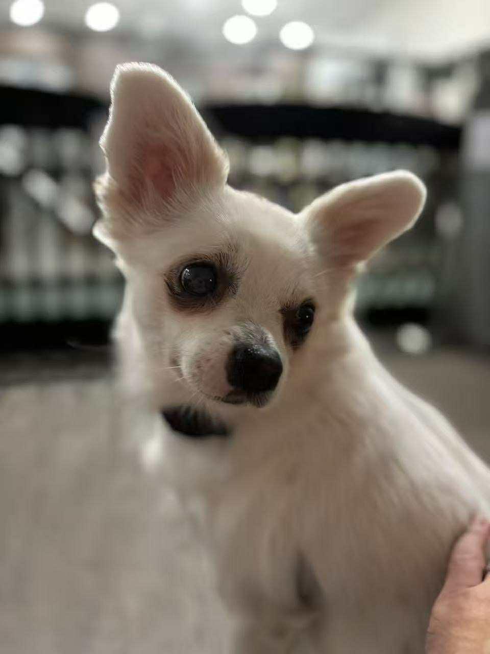 Enlarge Lia, a Adopted mixed breed in Richmond, BC image 3/6