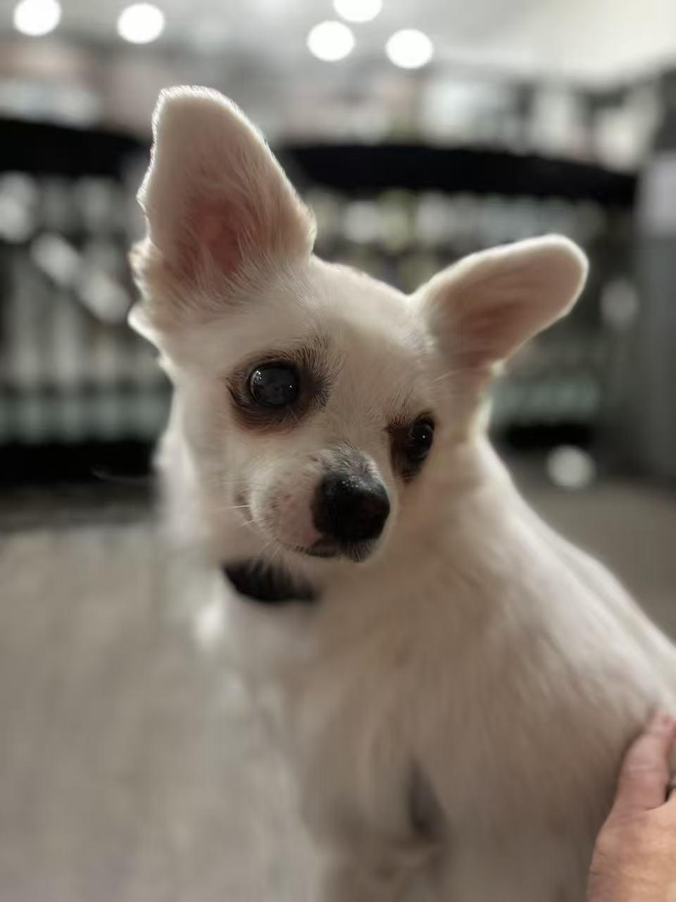 Enlarge Lia, a Adopted mixed breed in Richmond, BC image 4/6