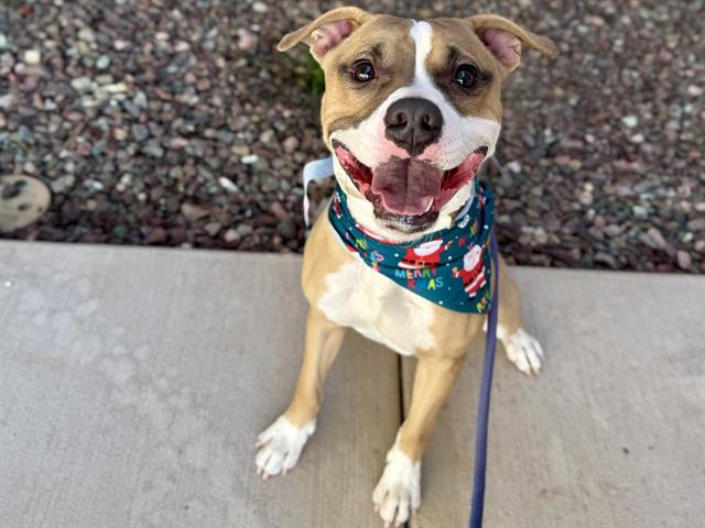 Enlarge THURMAN, a Adoptable Pit Bull Terrier in Mesa, AZ image 1/1