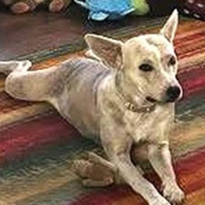 Enlarge Chowder, an adoptable mixed breed in Palm Harbor, FL image 2/3