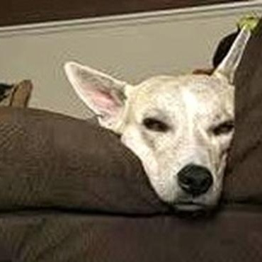 Enlarge Chowder, an adoptable mixed breed in Palm Harbor, FL image 3/3