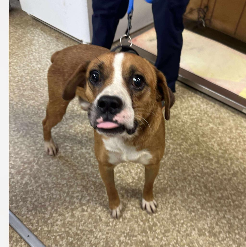 Enlarge Bindy, a Adoptable mixed breed in Columbia, MD image 5/6