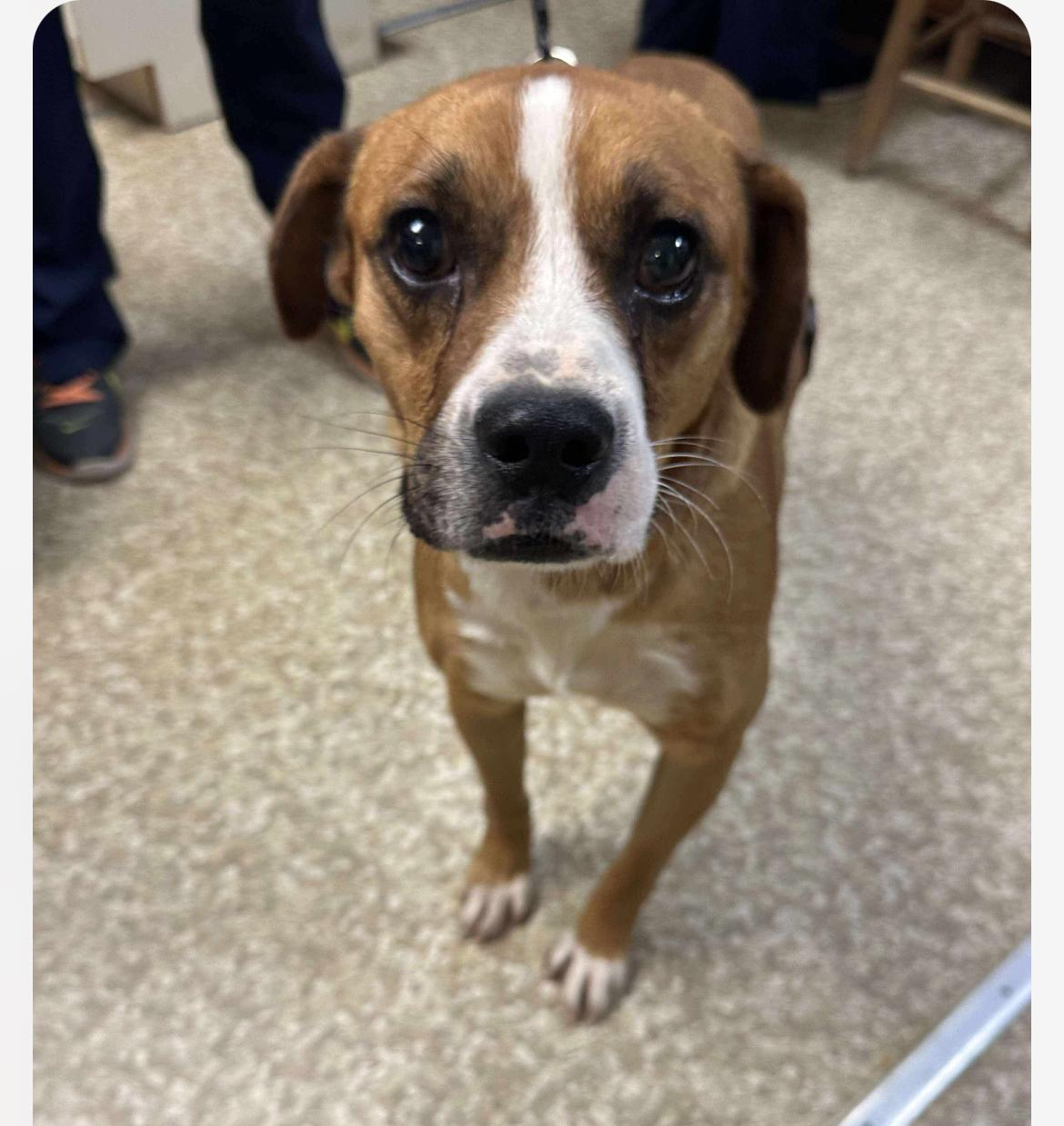 Enlarge Bindy, a Adoptable mixed breed in Columbia, MD image 3/6