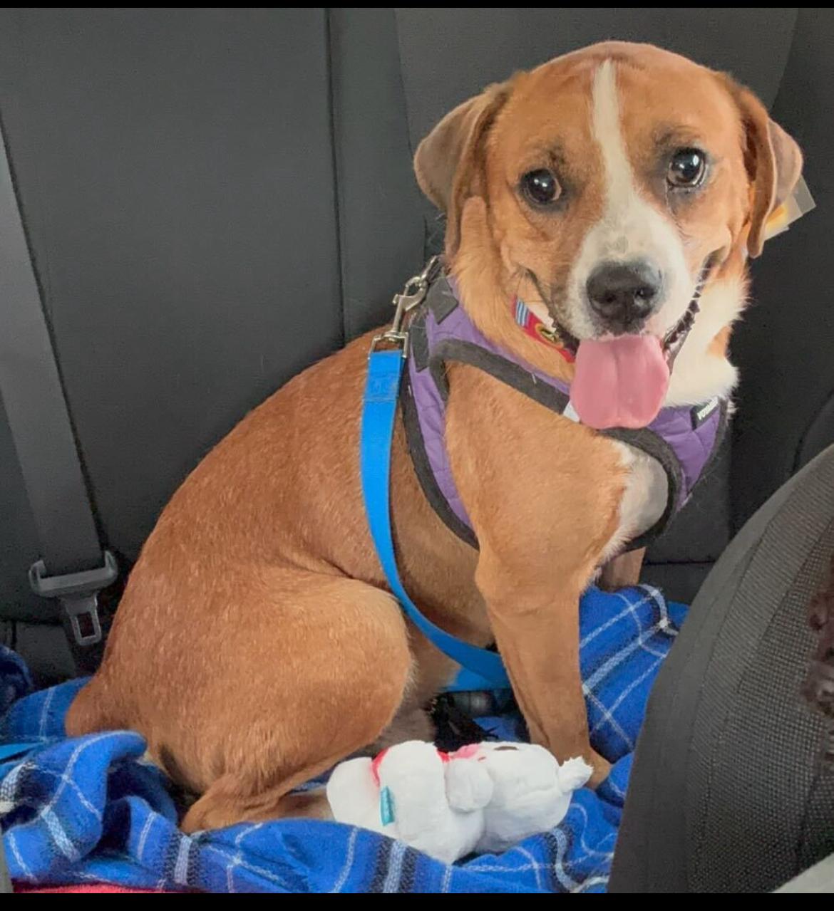 Enlarge Bindy, a Adoptable mixed breed in Columbia, MD image 2/6