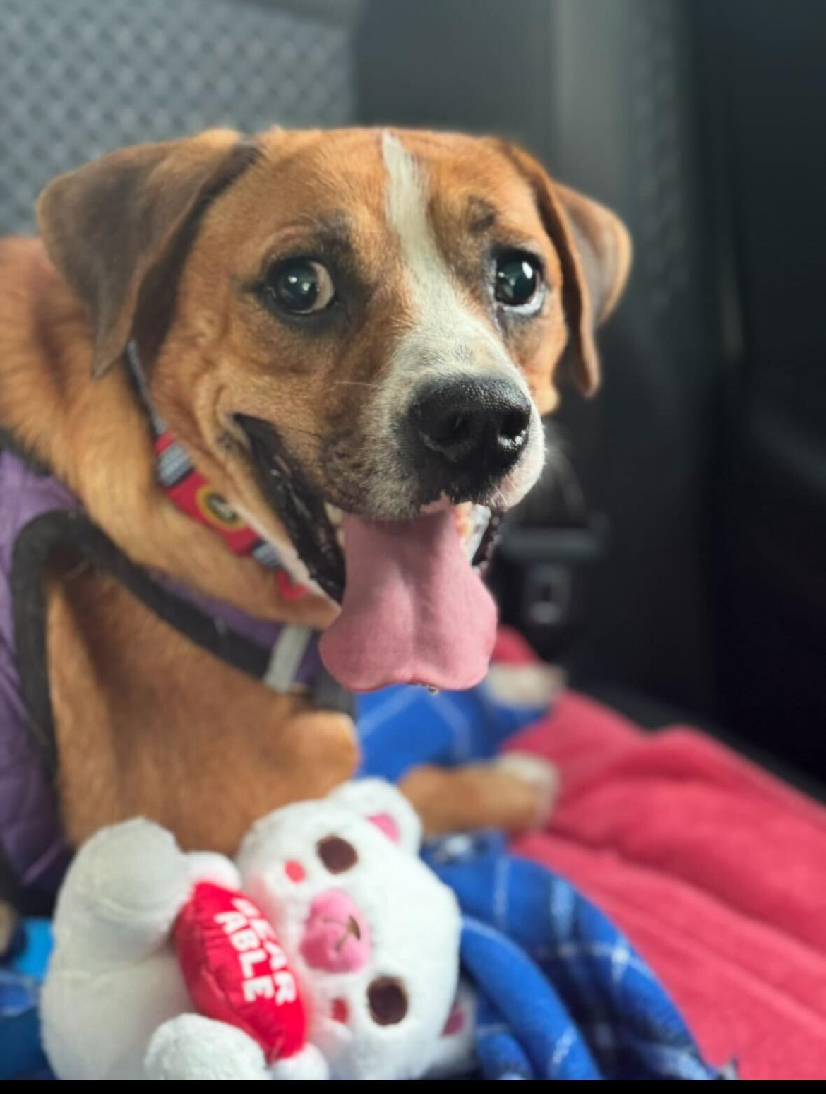 Bindy, Adoptable, Adult Male Mixed Breed.