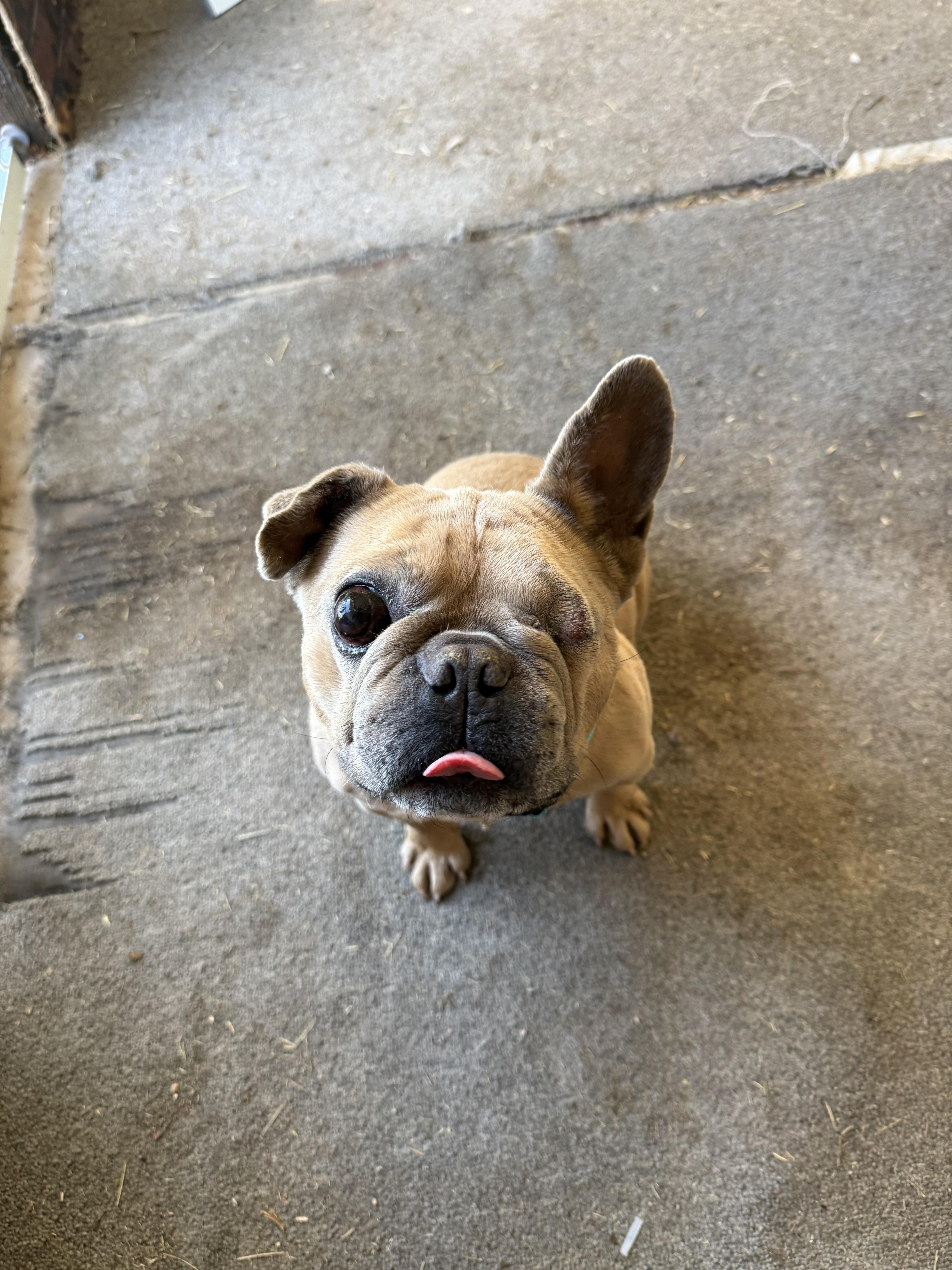 Paco, Adoptable, Adult Male French Bulldog.